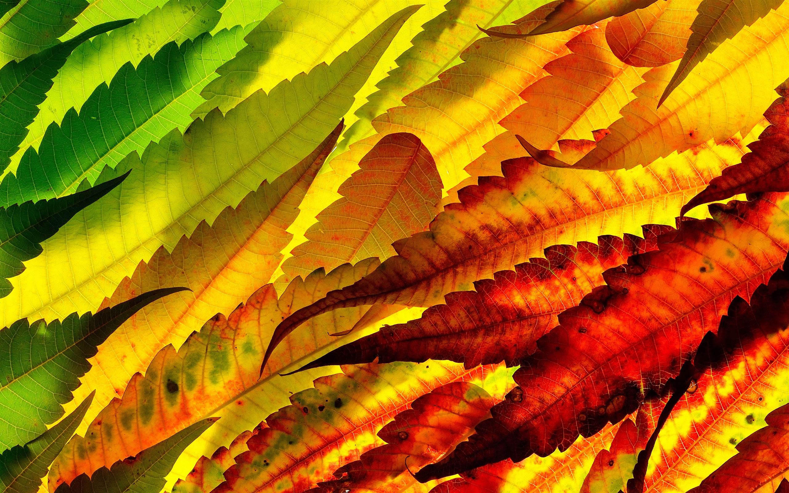 assorted color leaves iMac Wallpaper Download | AllMacWallpaper