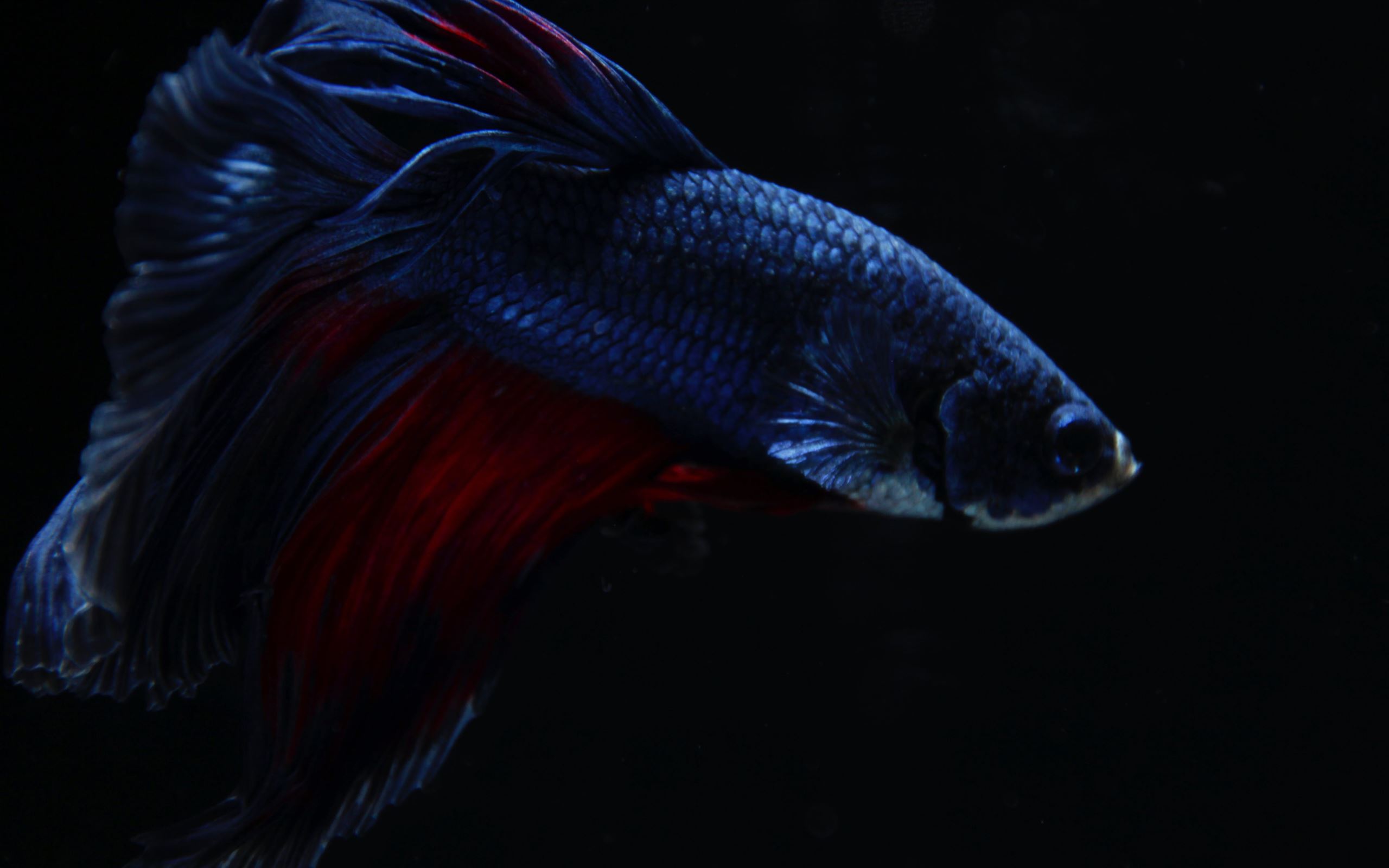Portrait of a red and blue betta fish against a black background  action  exotic  Stock Photo  458465160