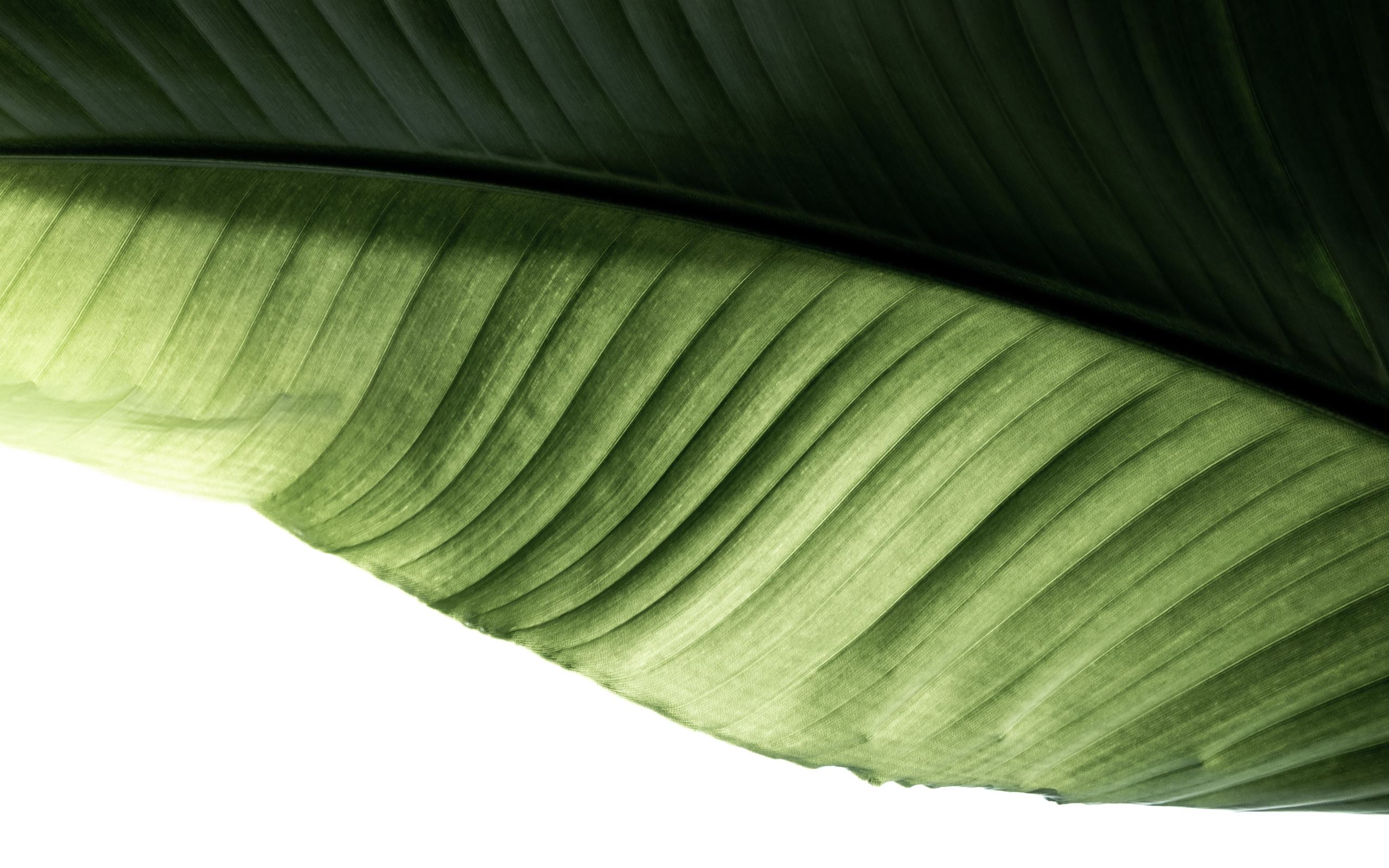 green banana leaf MacBook Air Wallpaper Download | AllMacWallpaper