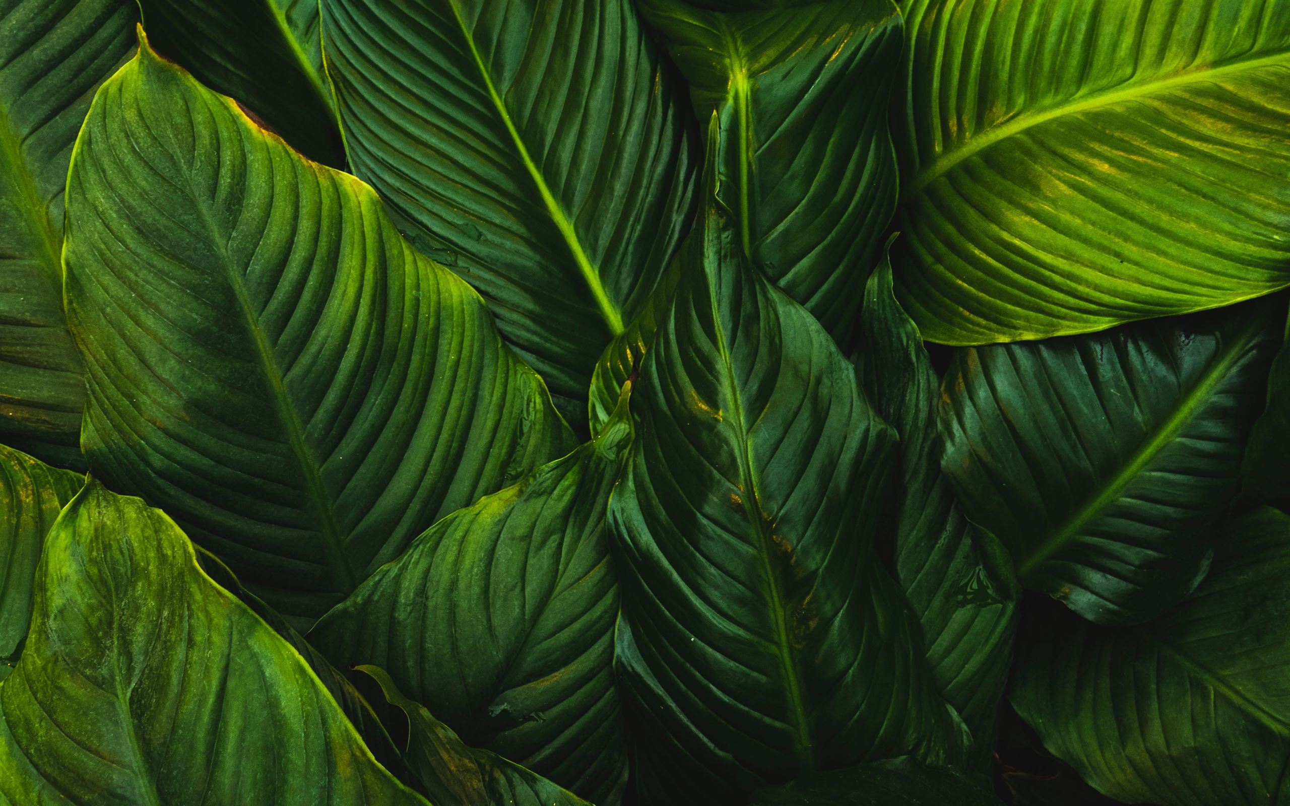 Green Leafed Plant Macbook Air Wallpaper Download Allmacwallpaper