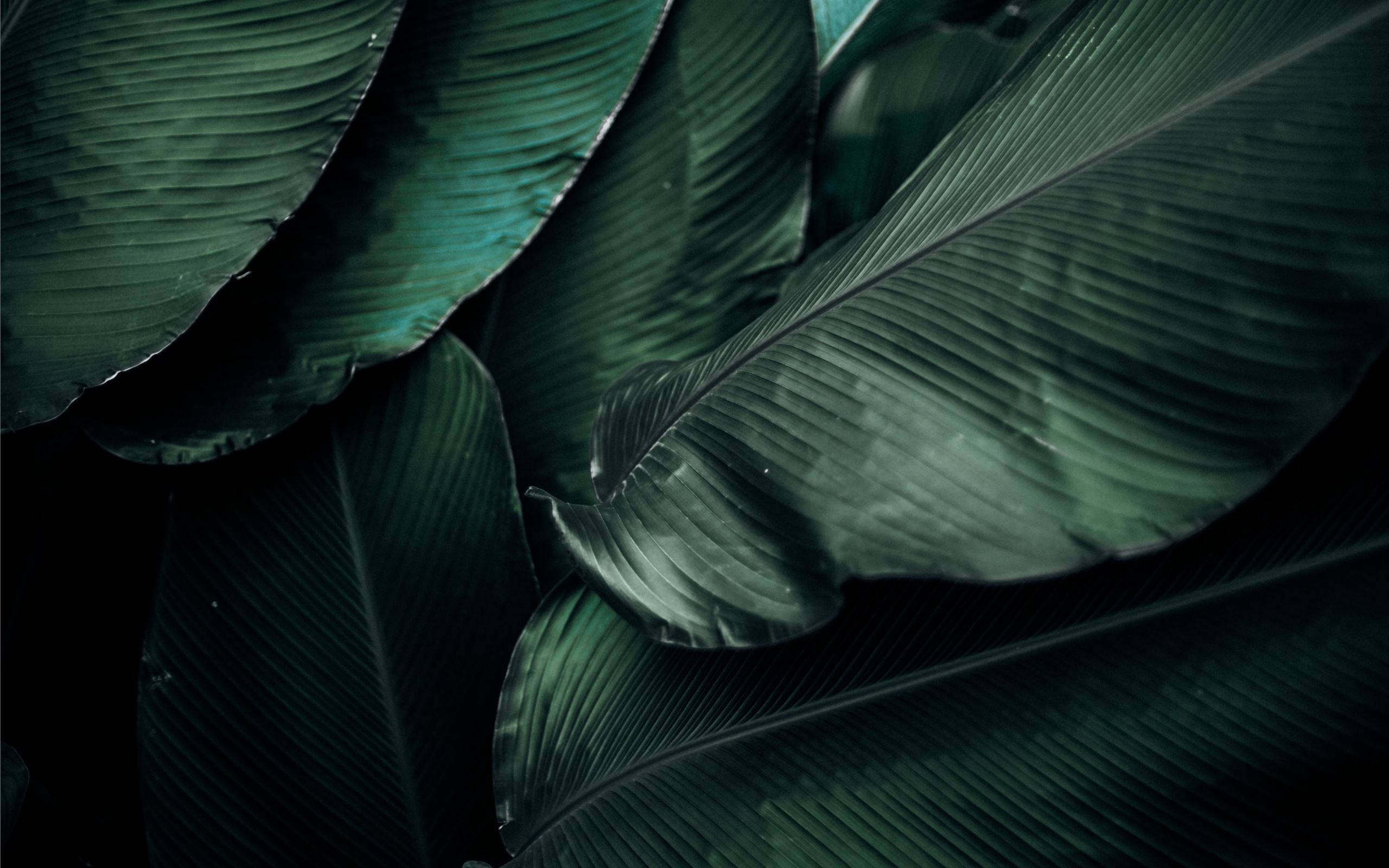 green leaves macro photography MacBook Air Wallpaper Download   AllMacWallpaper