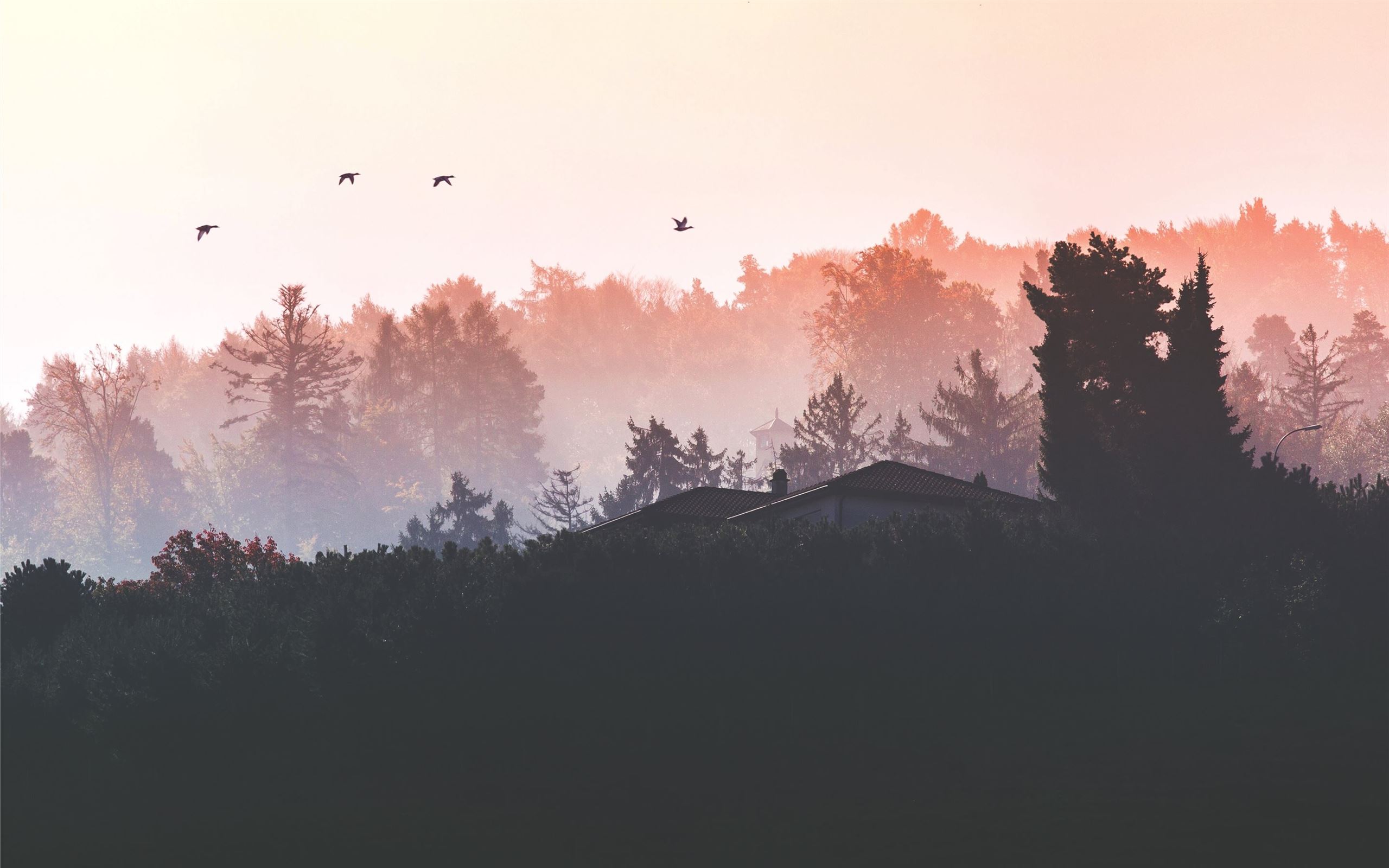 silhouette photograph of forest Mac Wallpaper Download | AllMacWallpaper