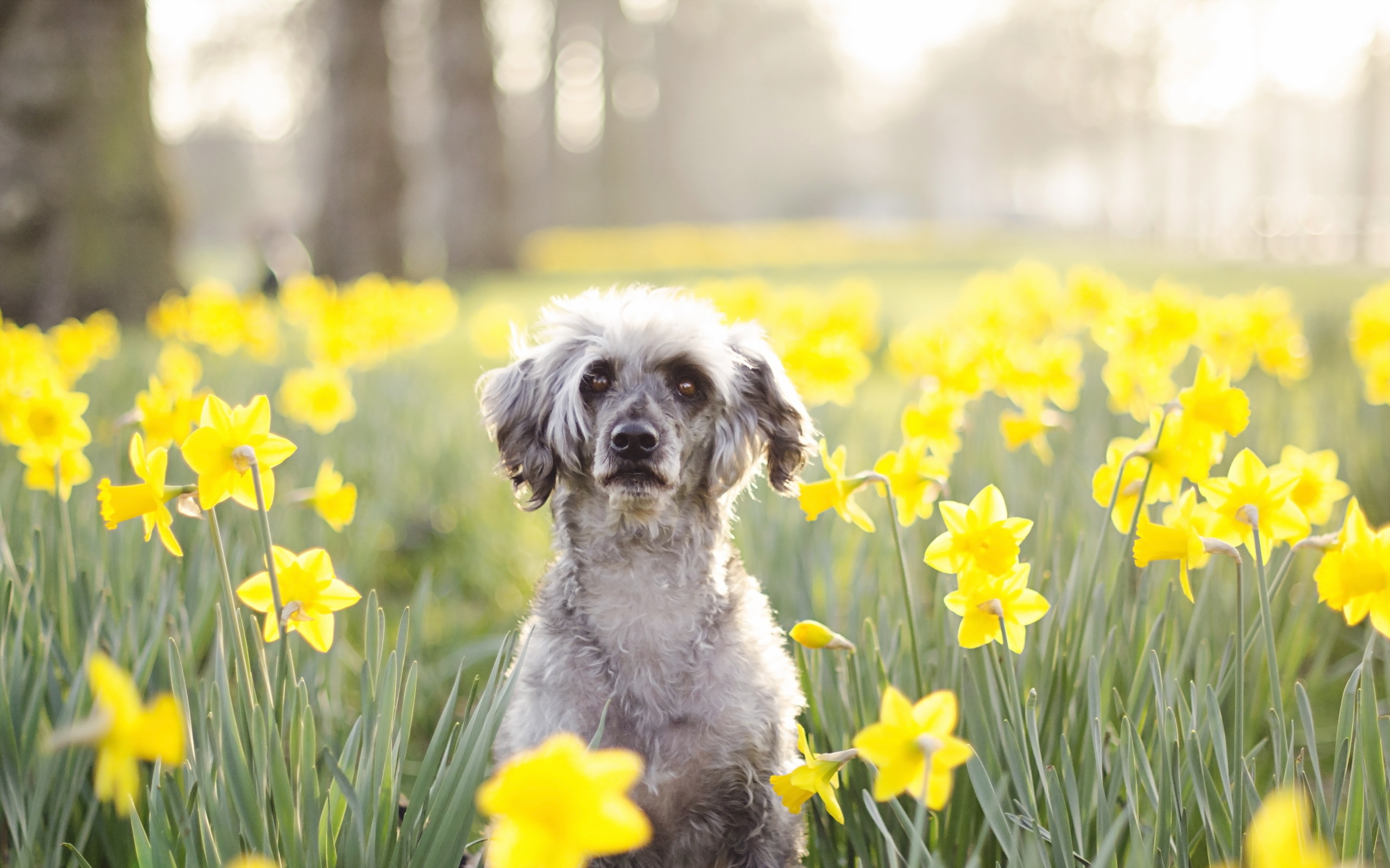 Собаки весной картинки. Собака в цветах. Весенние собачки. Собака весной. Собака с цветком.