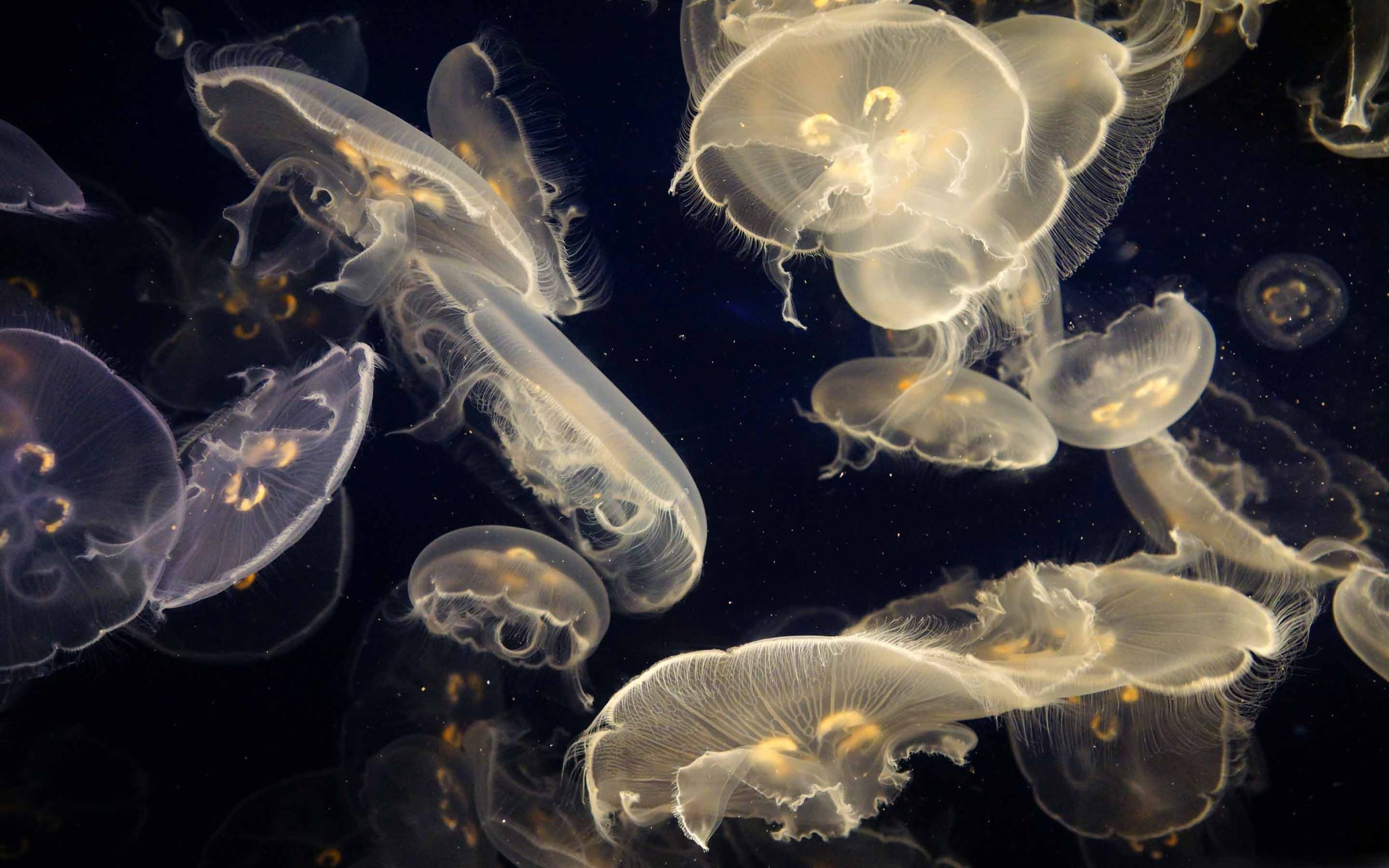 Организмы плавающие в толще воды. Медуза планктон. Медуза одноклеточное. Живые морские организмы.