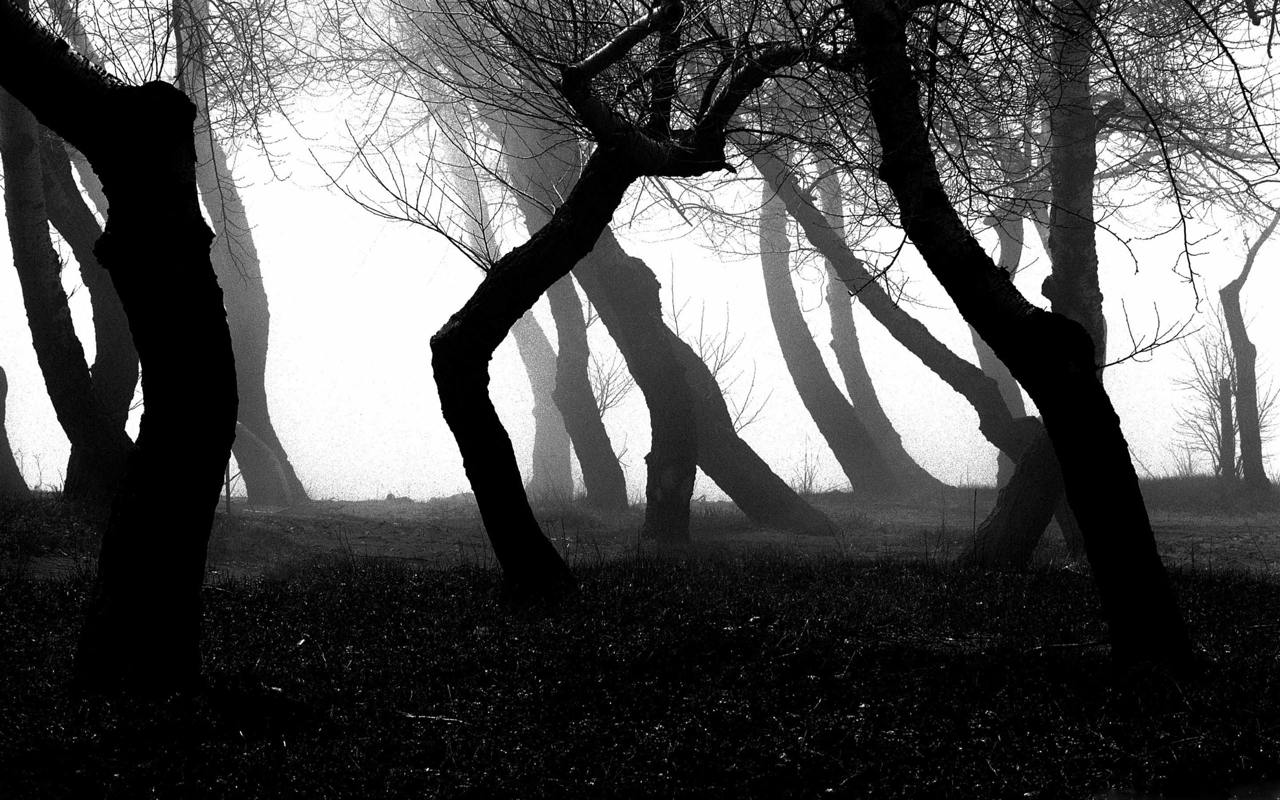 Ты ушла в эту легкий туман. Tingvall Trio. Деревья в тумане. Кривое дерево. Дерево Эстетика.