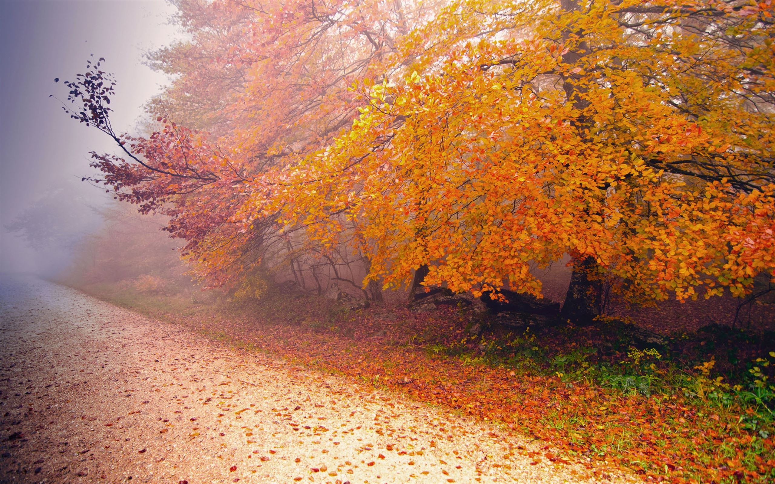 Осеннее богатство. Красивая осень. Октябрь природа. Осенние обои. Осень картинки.