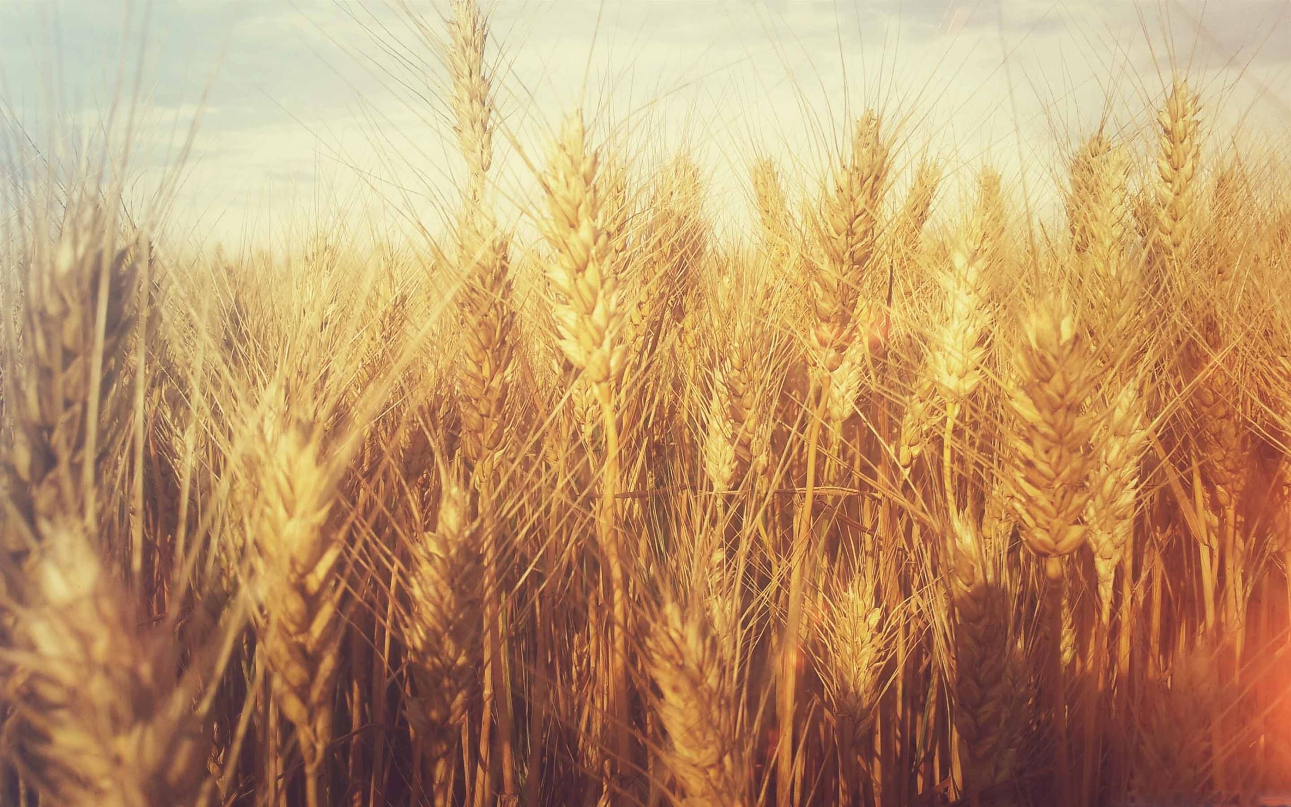 Пшеничный фон. Пшеница. Поле с колосьями. Пшеничное поле. Поле пшеницы Эстетика.