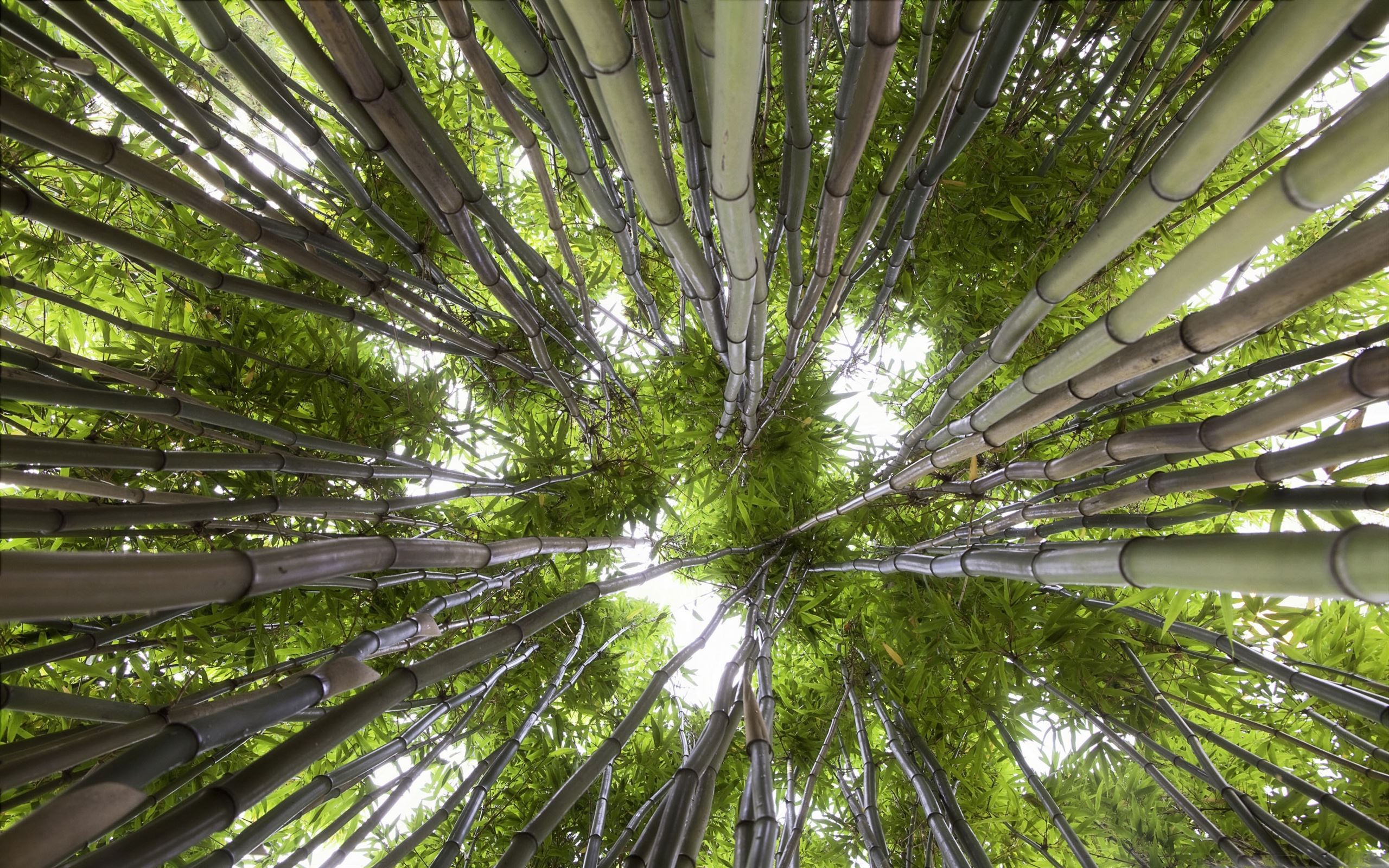 Мир снизу. Соцветие бамбука. Цветение бамбука. Дендрарий Сочи бамбуковая роща. Бамбук вид снизу.