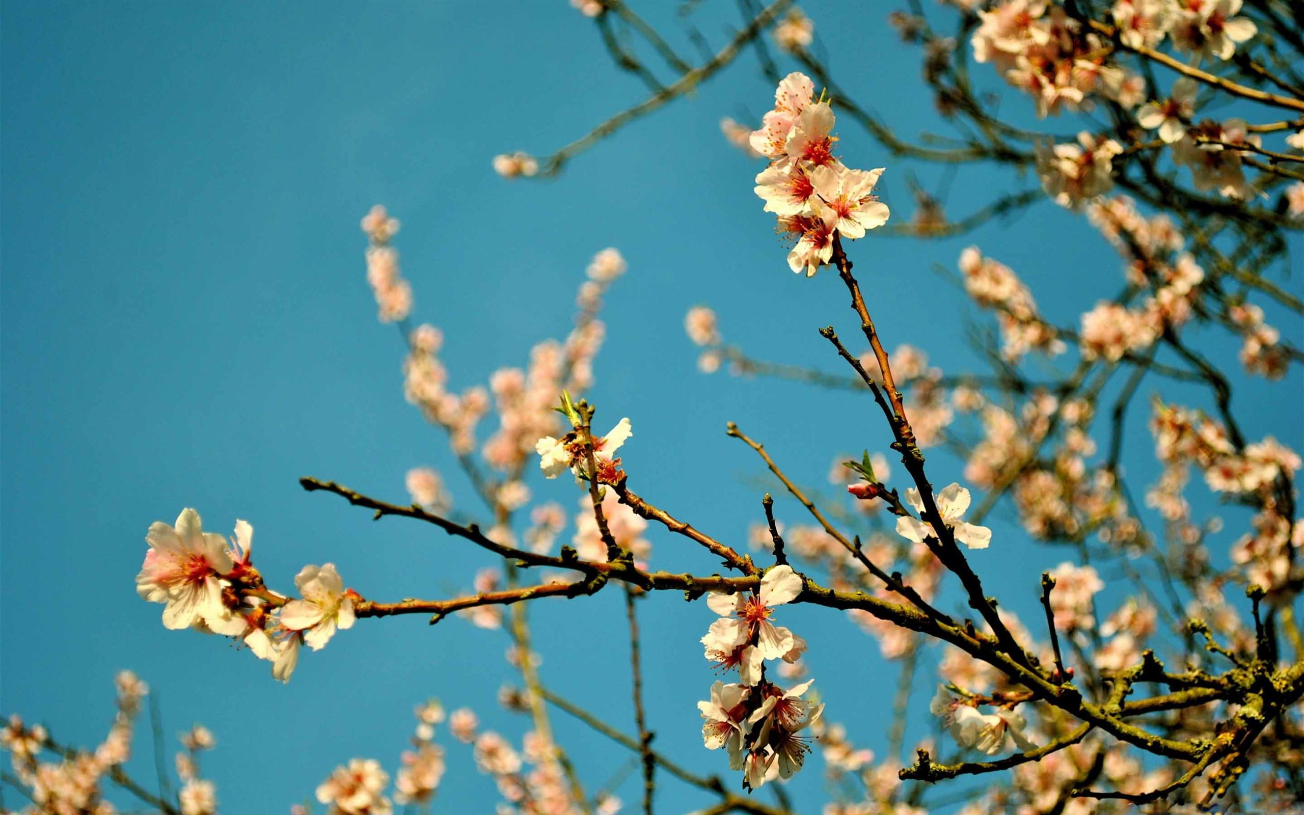 Peach Flowers Spring Mac Wallpaper Download | AllMacWallpaper