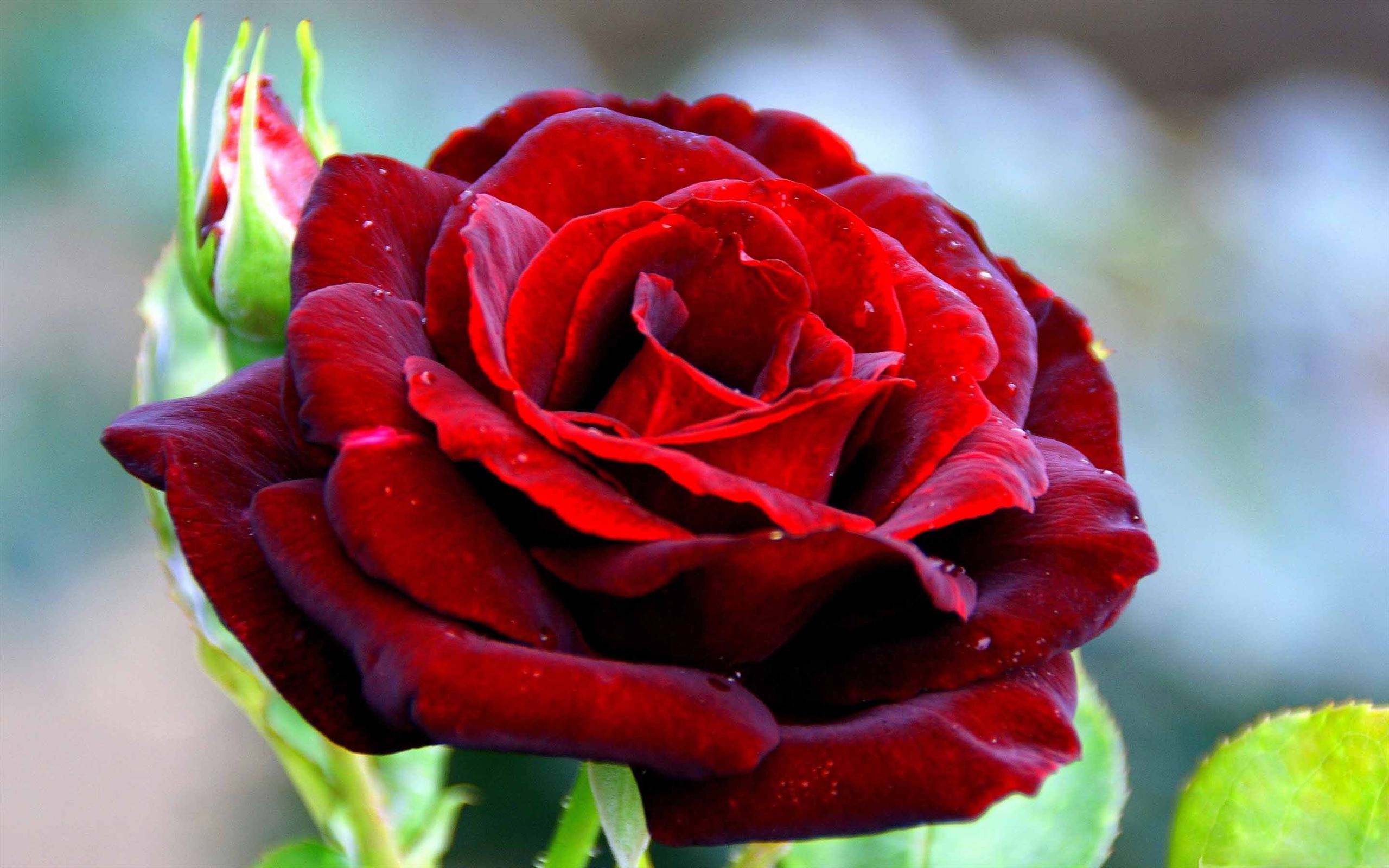 Red rose lacubanna