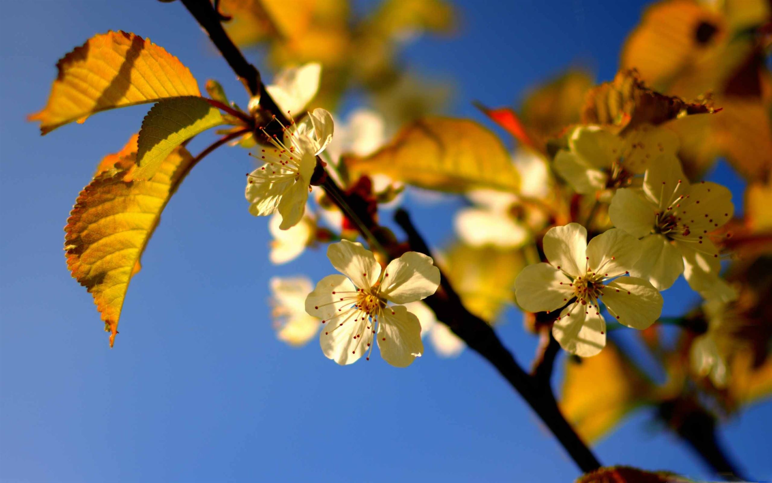 Spring Leaf Mac Wallpaper Download | AllMacWallpaper