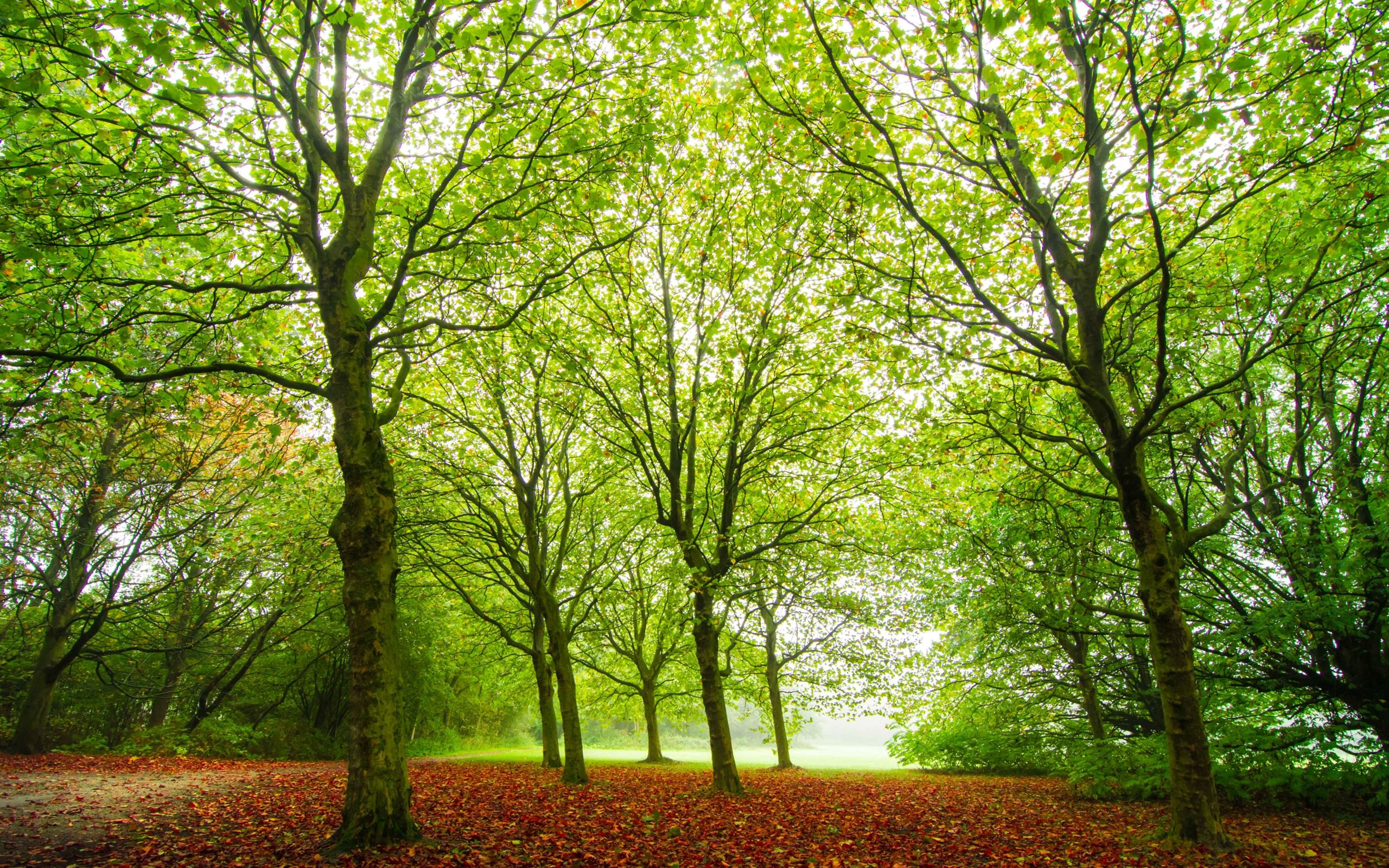 the-woods-in-rows-mac-wallpaper-download-allmacwallpaper