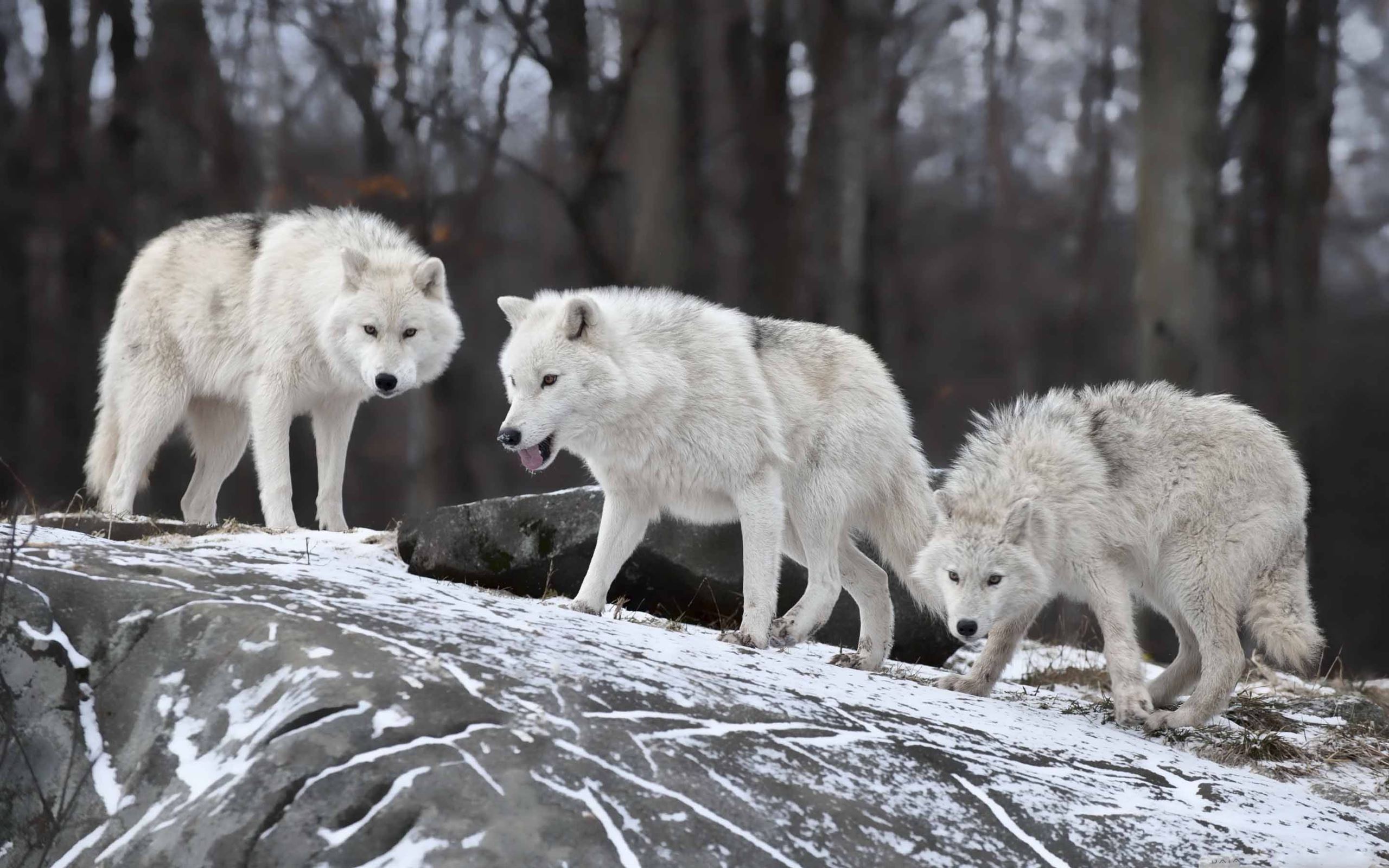White Wolves Pack Mac Wallpaper Download | AllMacWallpaper