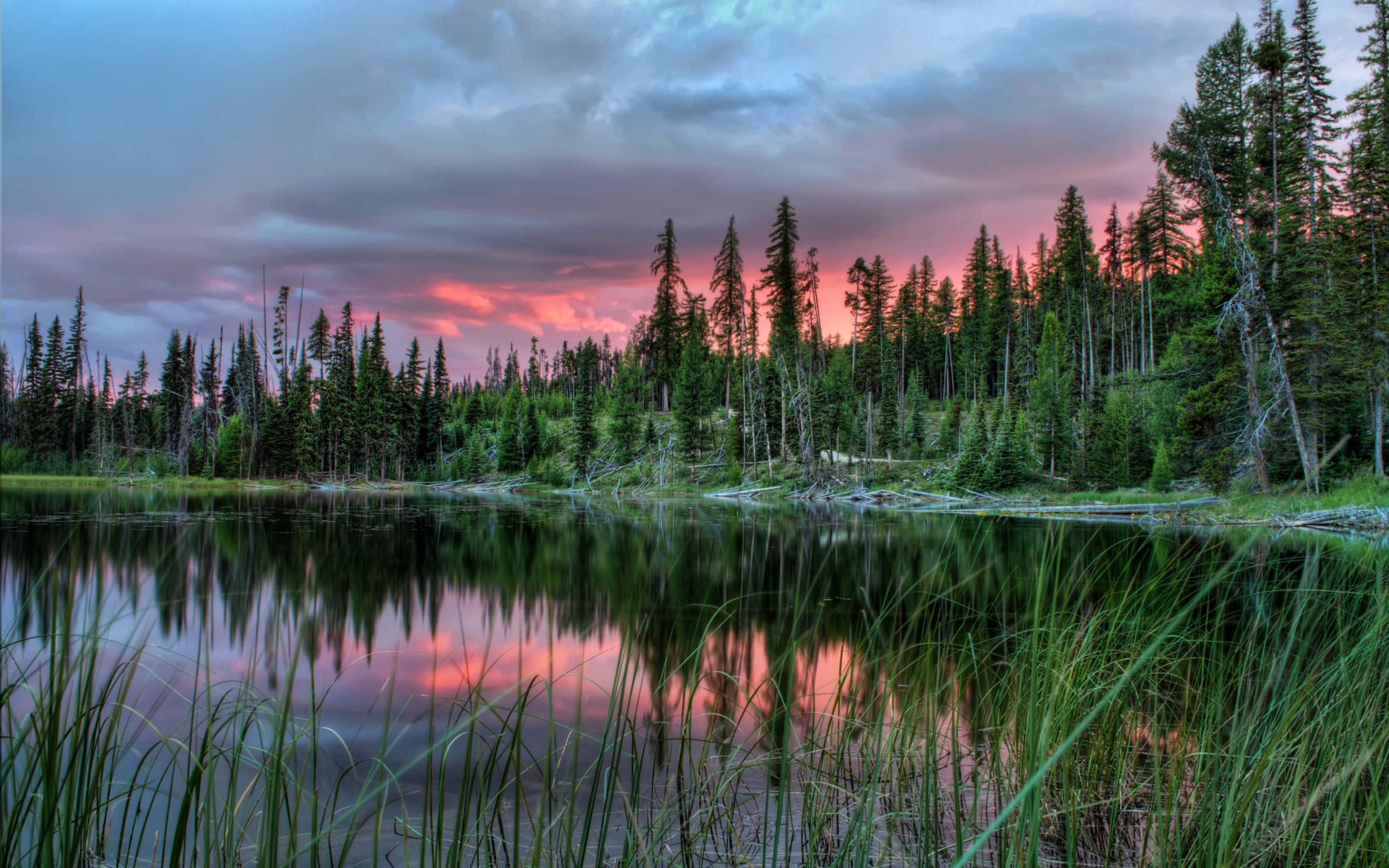 Хвойное озеро. Национальный парк Вуд-Баффало Канада. Бореальные леса Канады. Бореальский лес Канада. Хвойные леса Канады.
