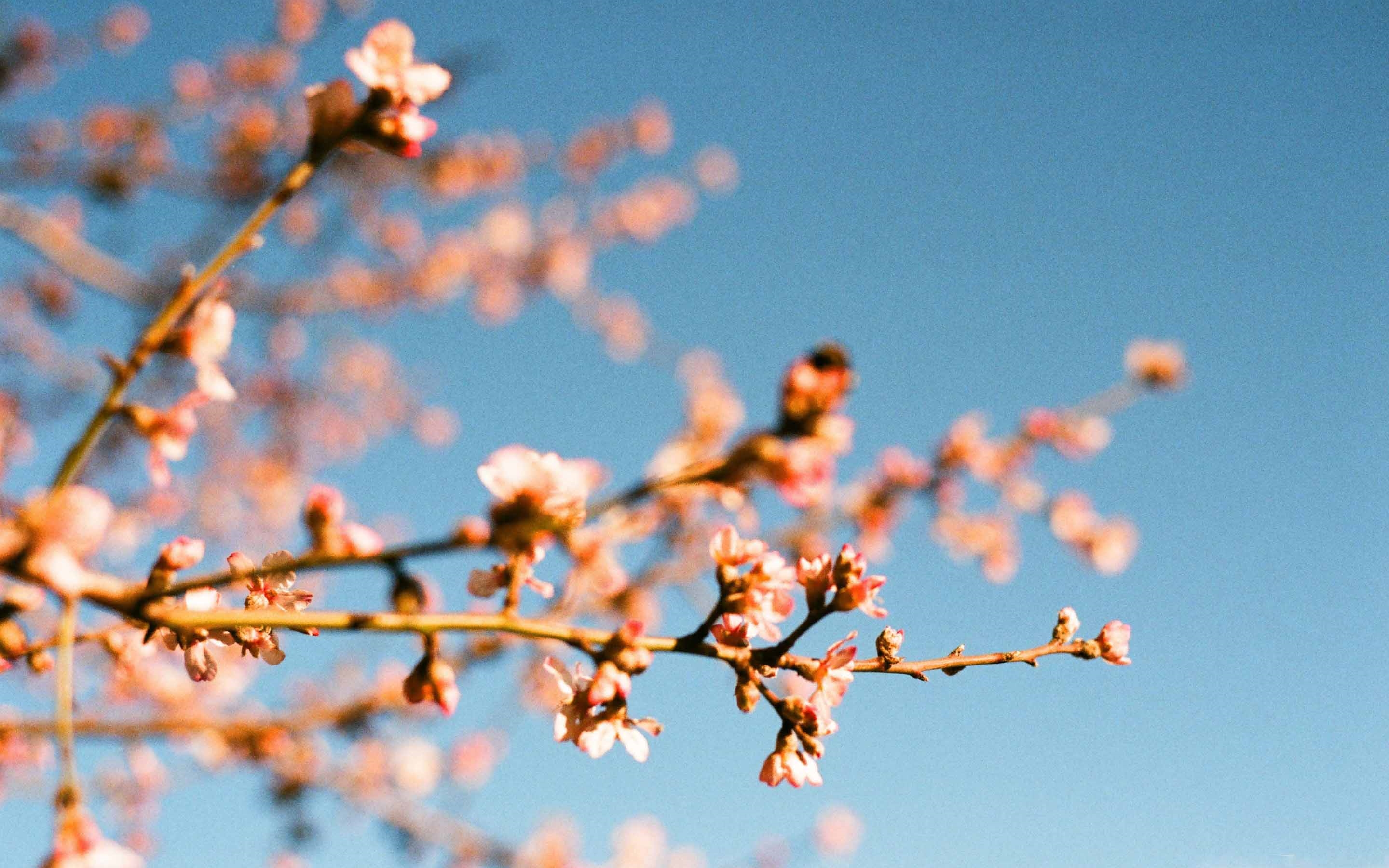 Almond blossom. Цветущие деревья Эстетика. Миндаль дерево. Цветущая вишня.