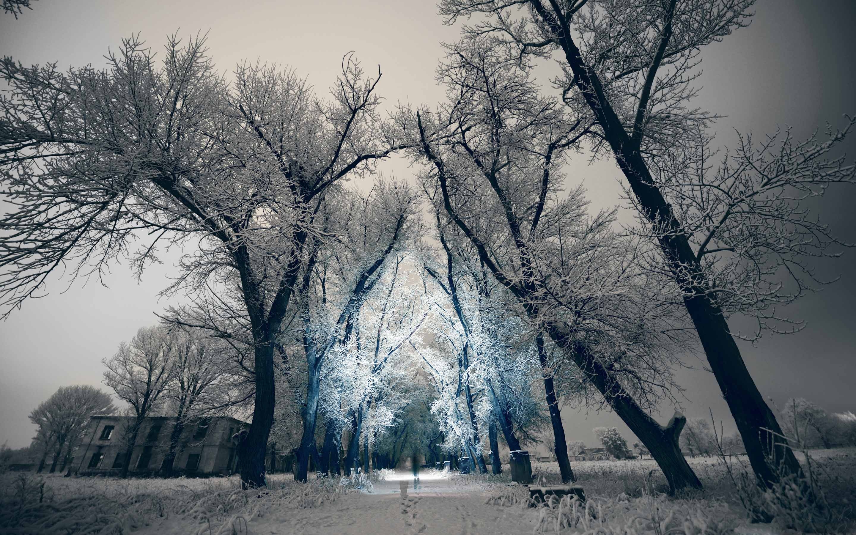 Вивальди природа. Иней покрыл деревья. Зимние деревья в тумане. Антонио Вивальди зима. Зима туман.