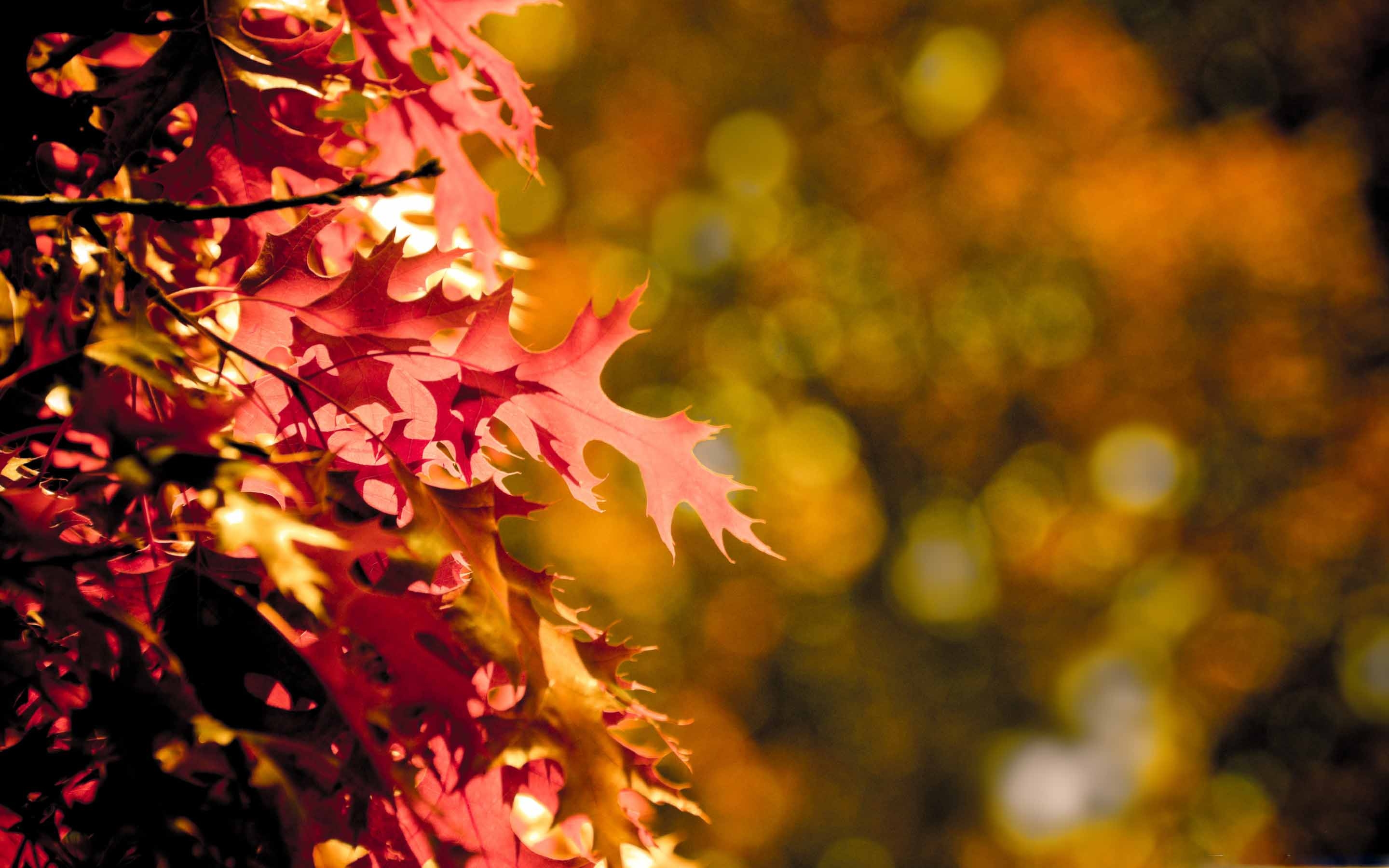 В том кто любит мир. Осенний фон. Осень размытый фон. Размытый фон осенних листьев. Листья размытые.