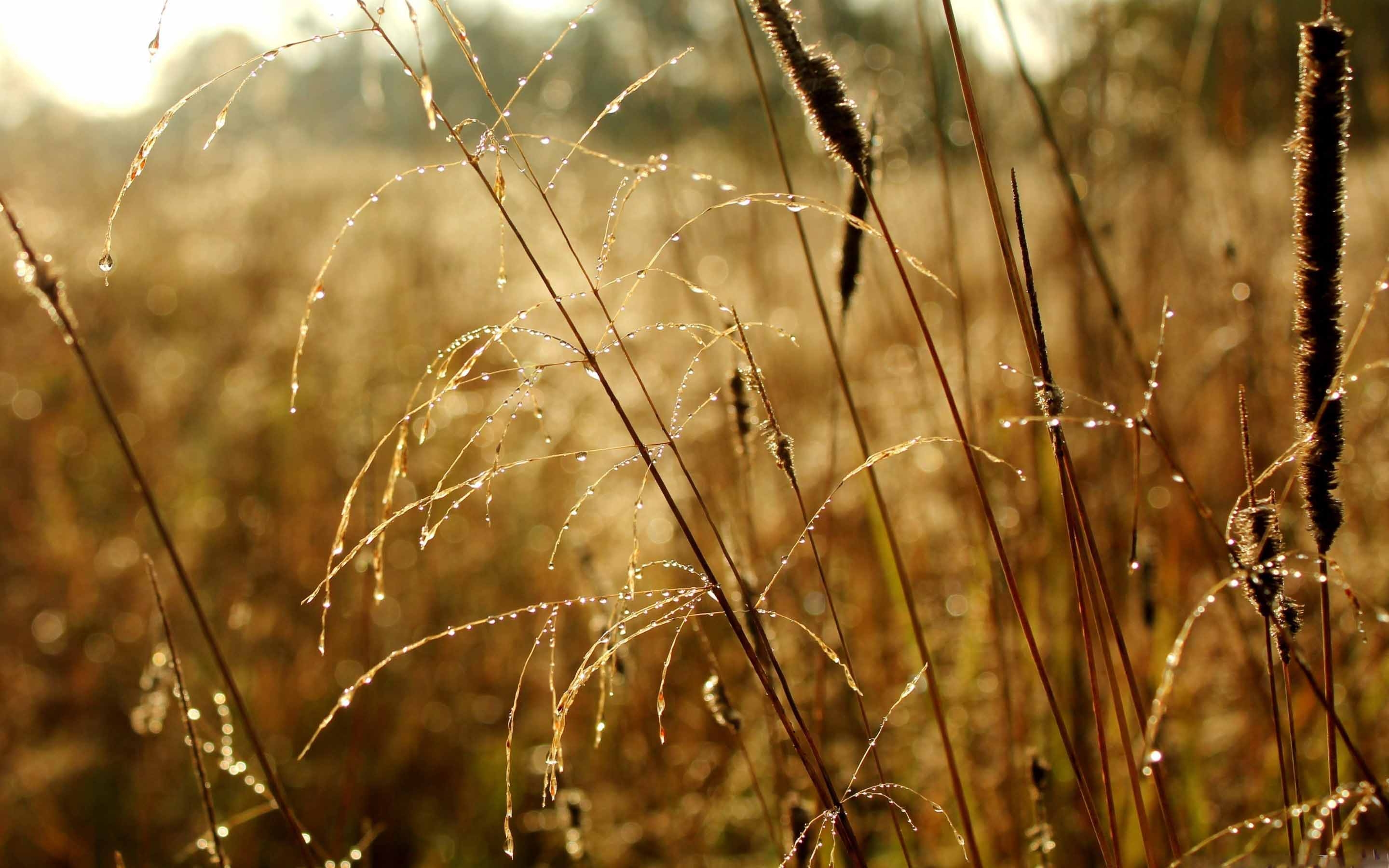 Осень какая трава. Роса на траве. Природа в бежевых тонах. Осенняя трава. Дождь в поле.