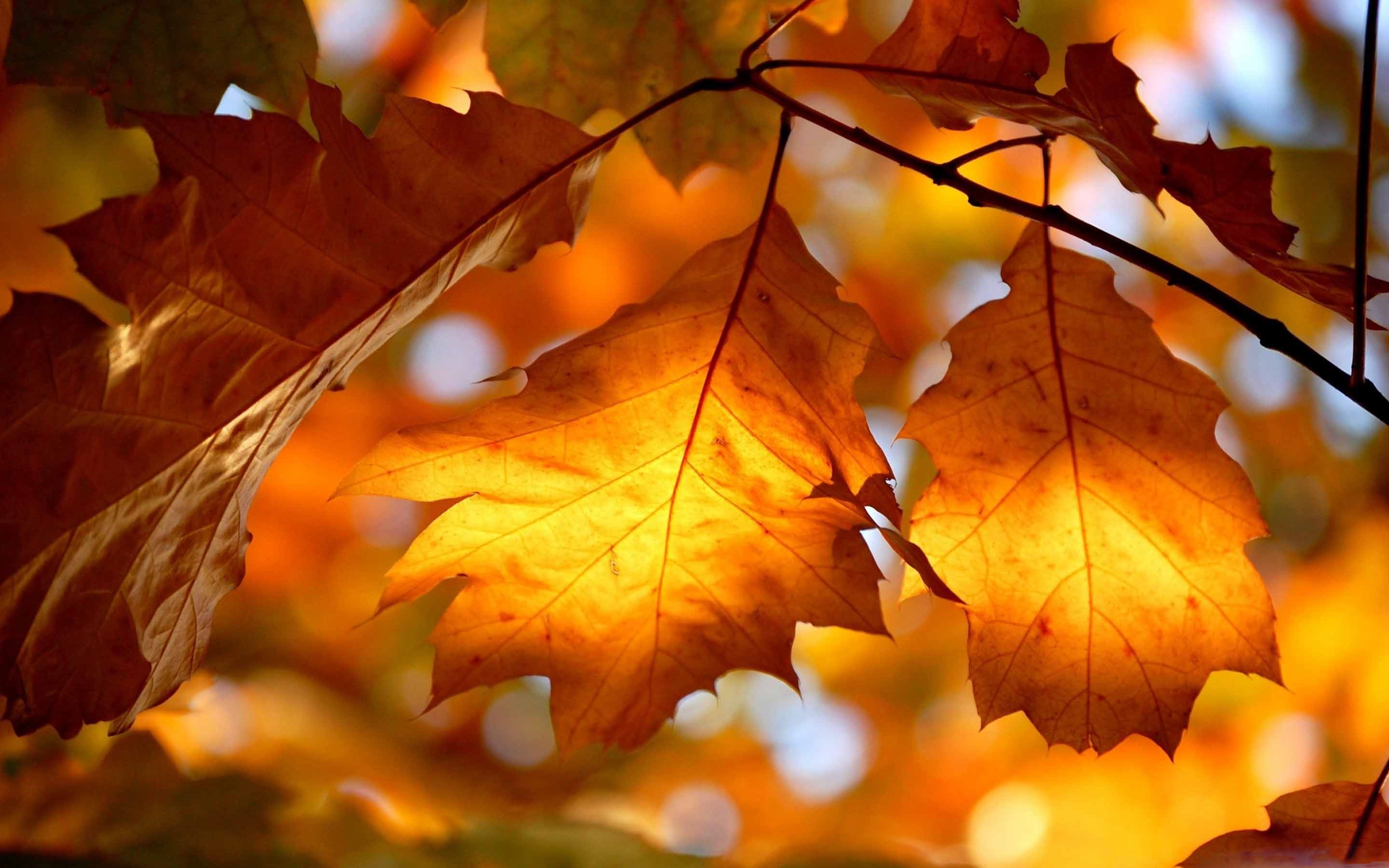 Лист осенний золотист. Обои осень. Осенняя листва. Осень листья. Осень клен.