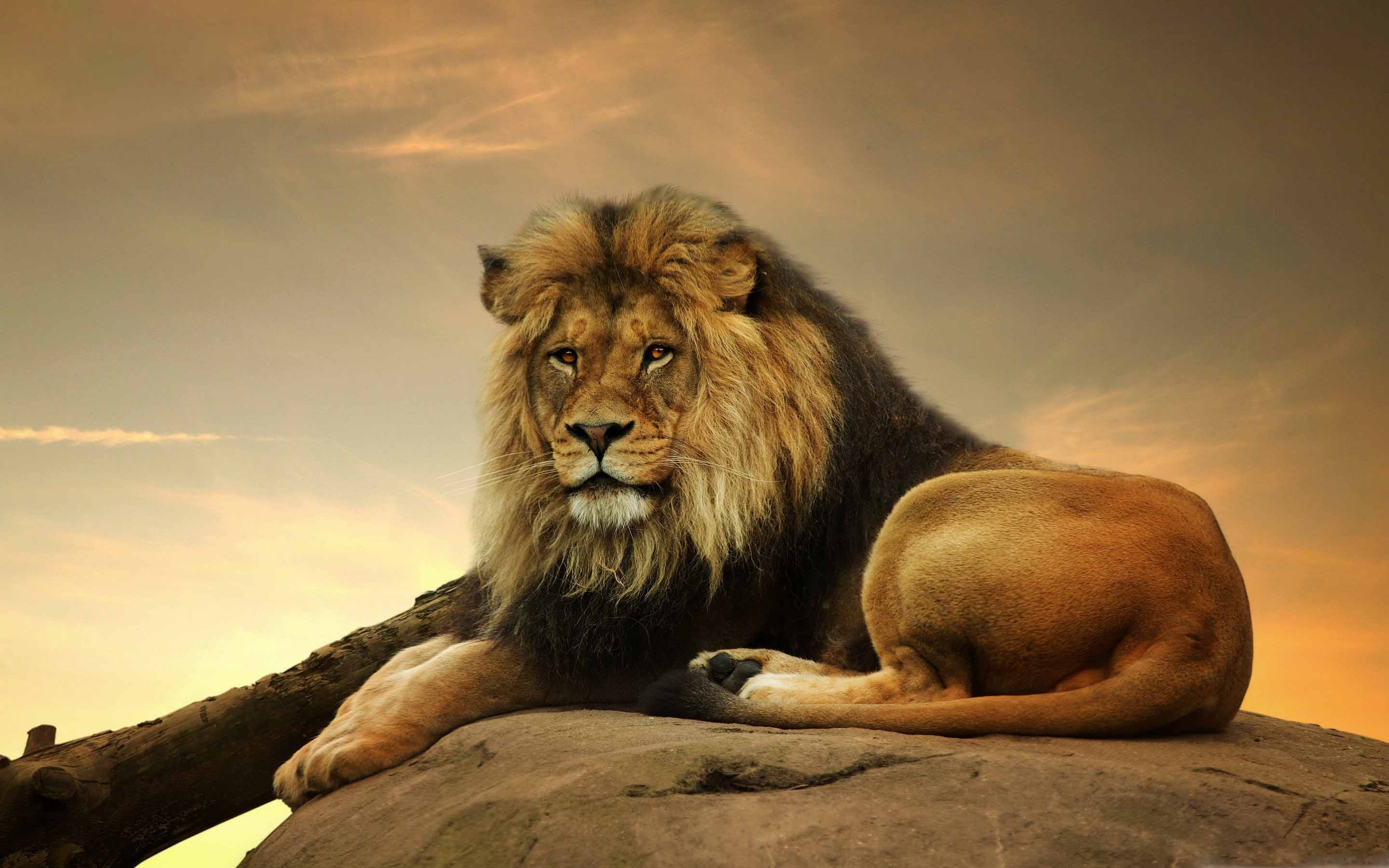 Big Lion On Stone MacBook Pro wallpapers 