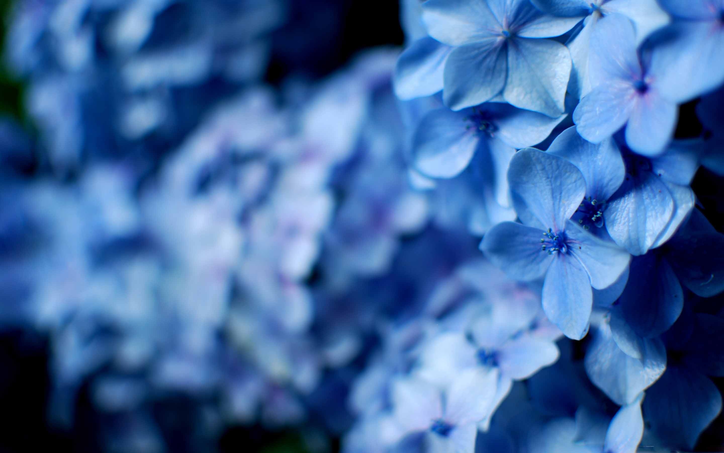 Голубая синь. Гортензия Незабудка. Голубые цветы. Голубые обои. Нежно голубые цветы.