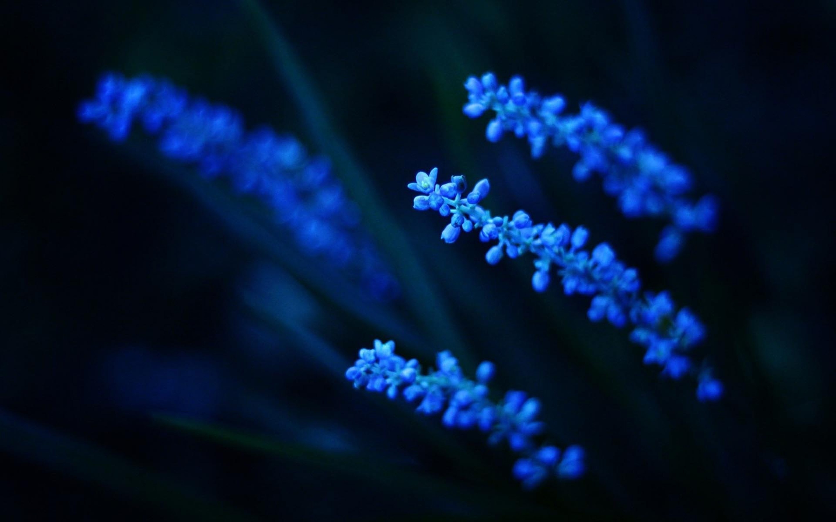 Черно синий мир. Голубые цветы. Красивый синий. Синие цветочки. Синие обои.