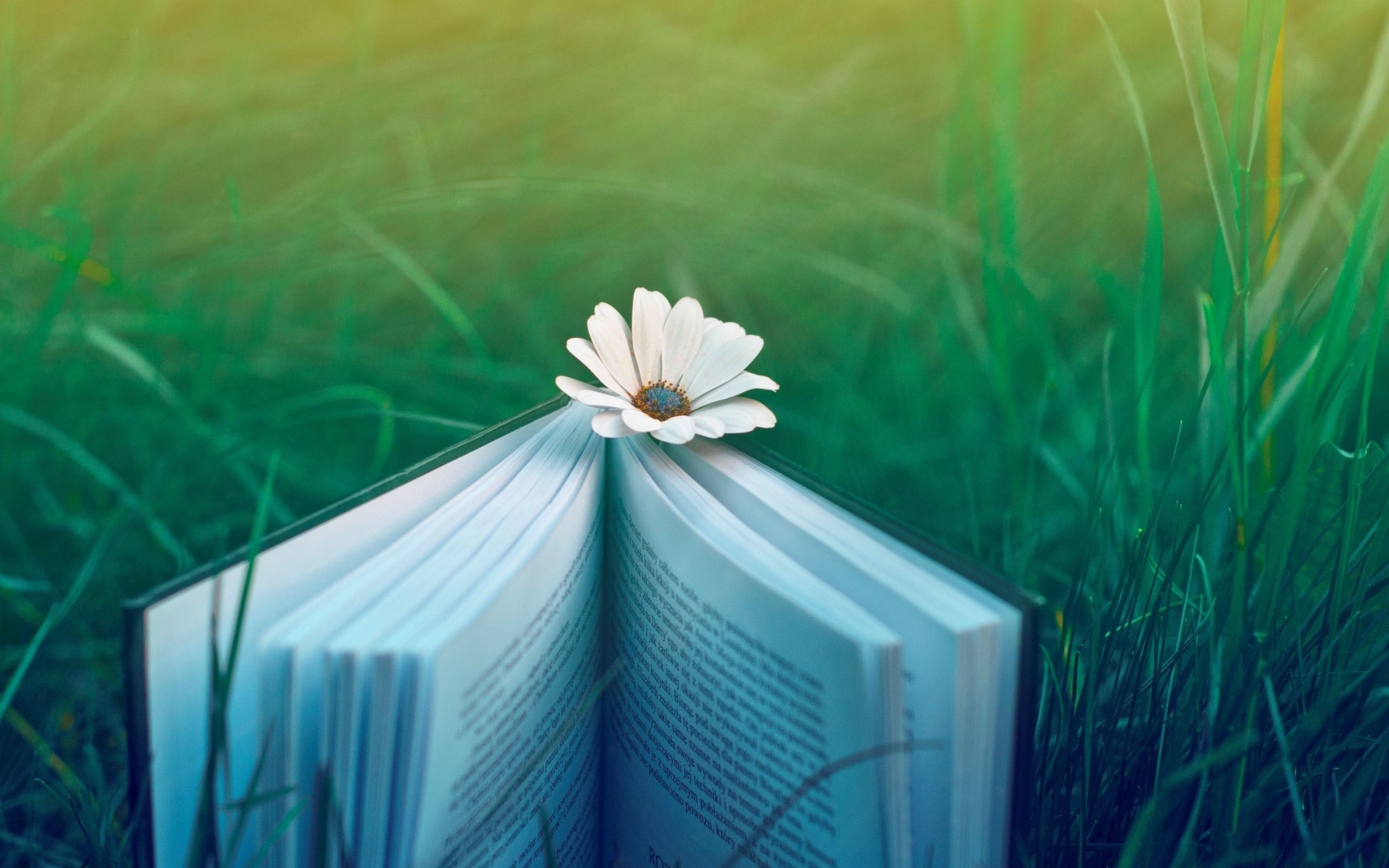 Книга цвет жизни. Красивый фон с книгами. Книга природа. Раскрытая книга. Книги на голубом фоне.