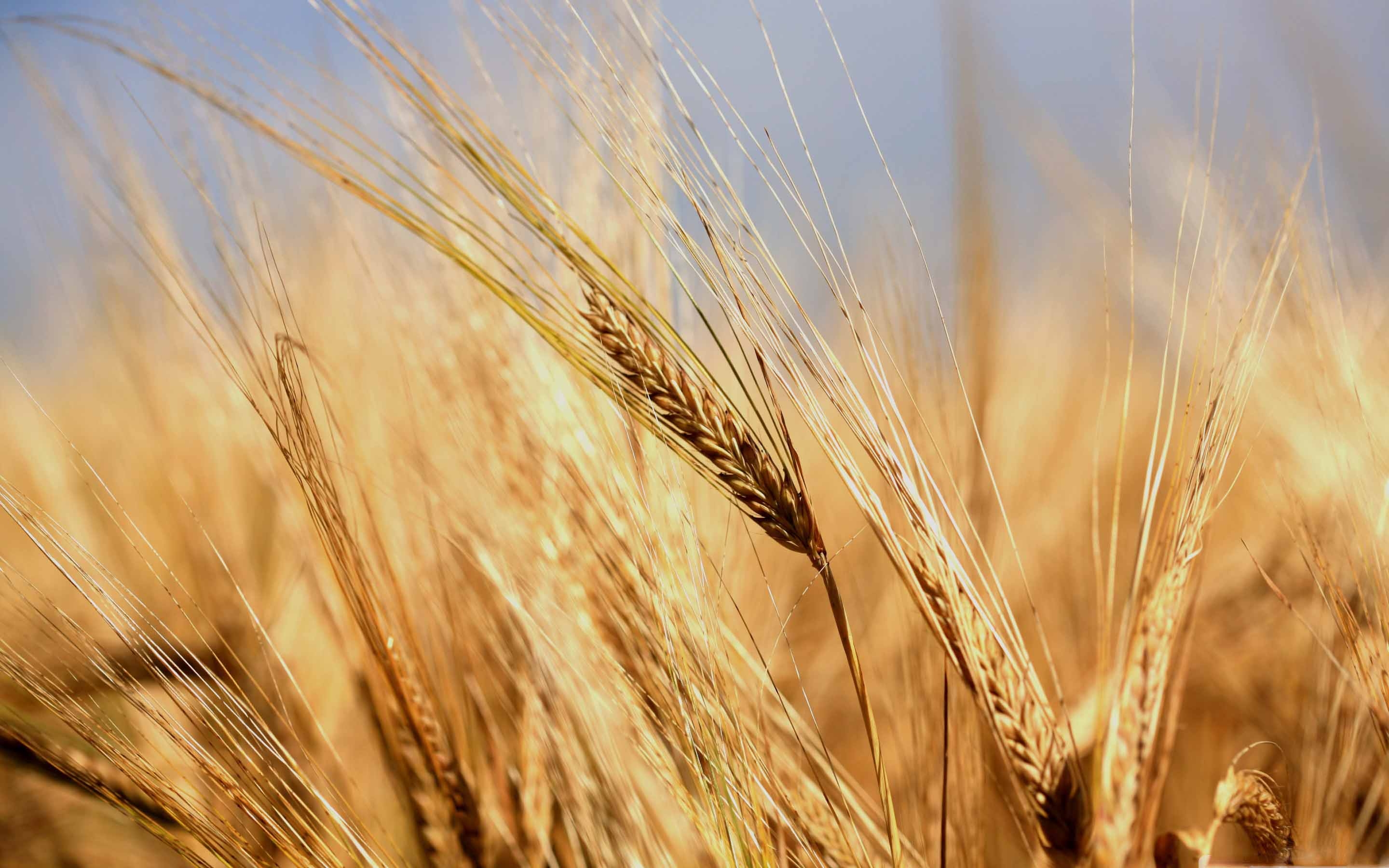 В тишине полей наливаются золотом колосья. Поле с колосками. Пшеница. Поле пшеницы. Колосок пшеницы.