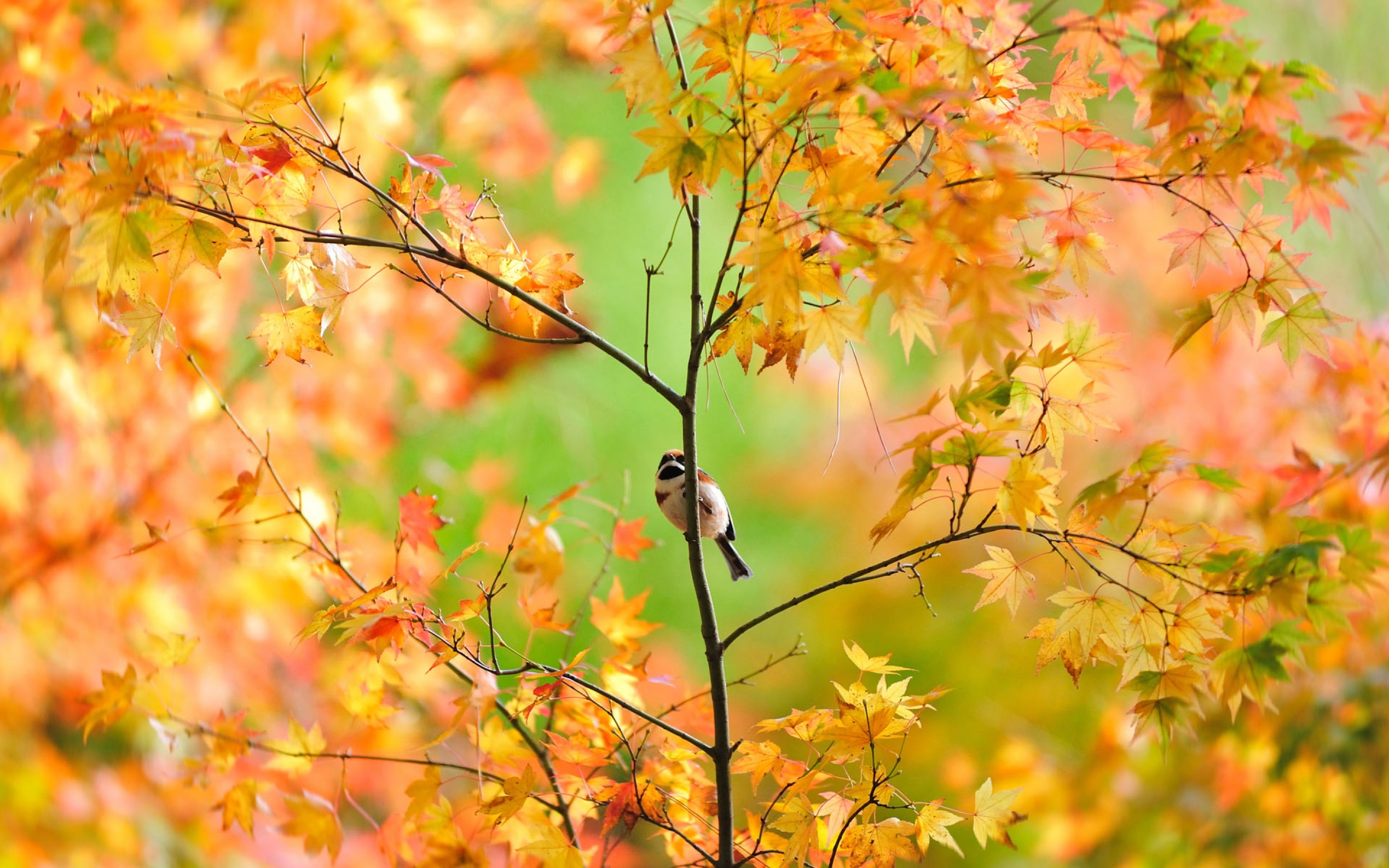 Fall bird. Красивая осень. Осенняя природа. Природа осень. Сентябрь природа.