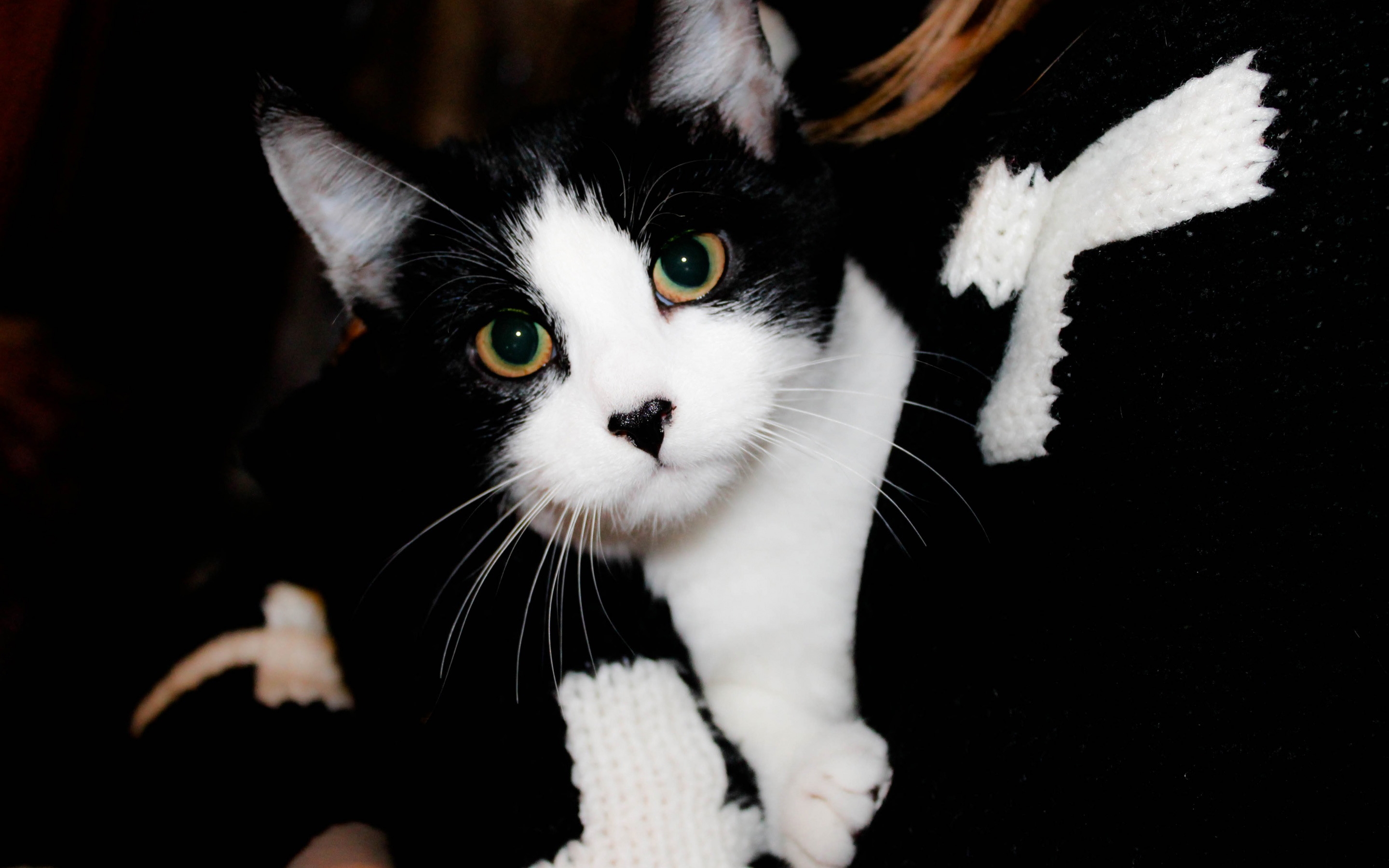 Кошка черная с рыжими пятнами порода. Такседо кот порода. Европейская короткошерстная кошка чёрно белая. Черно белый кот. Черно белая кошка.