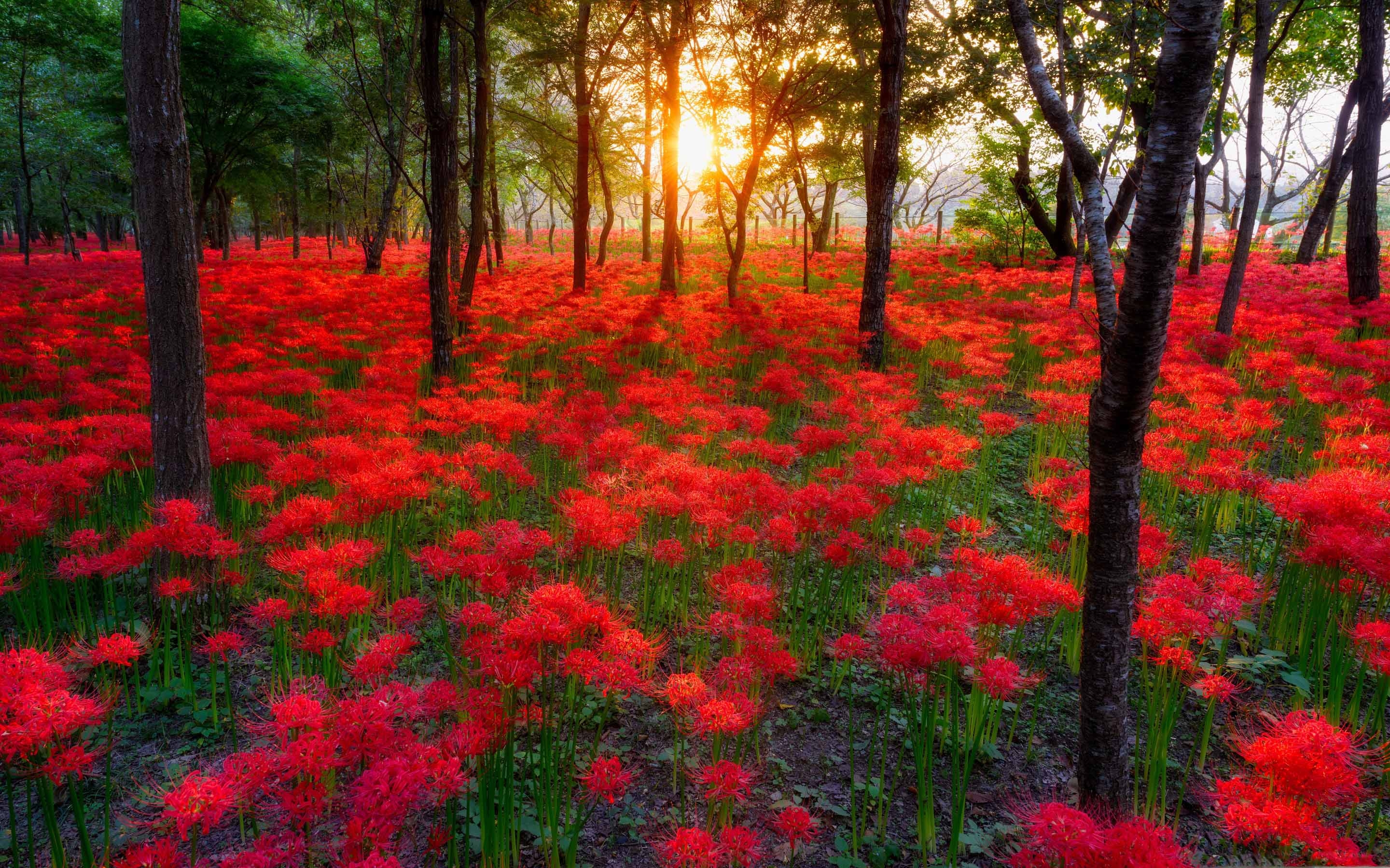 Flower nature. Ликорис кроваво-красный. Природа. Яркая природа. Поляна цветов.