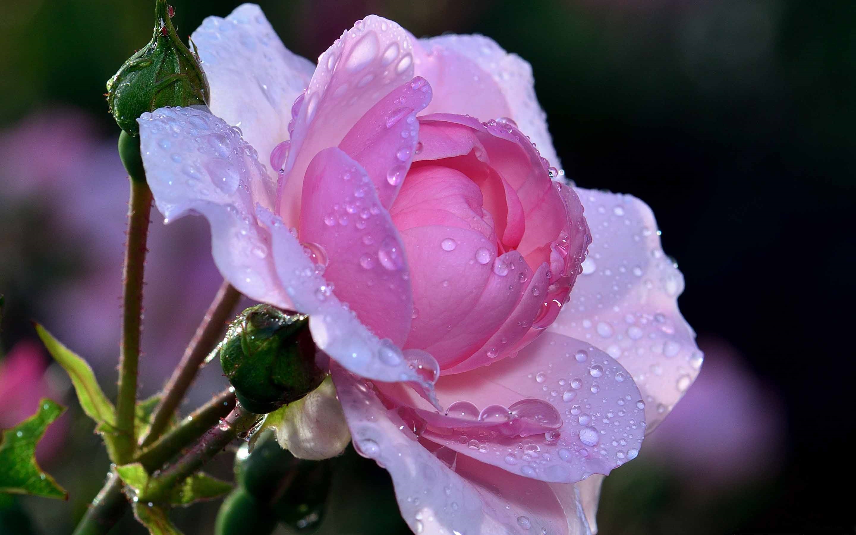 Картинки нежной прекрасной. Красивые цветы. Розовые цветы. Нежный цветок. Цветы в росе.