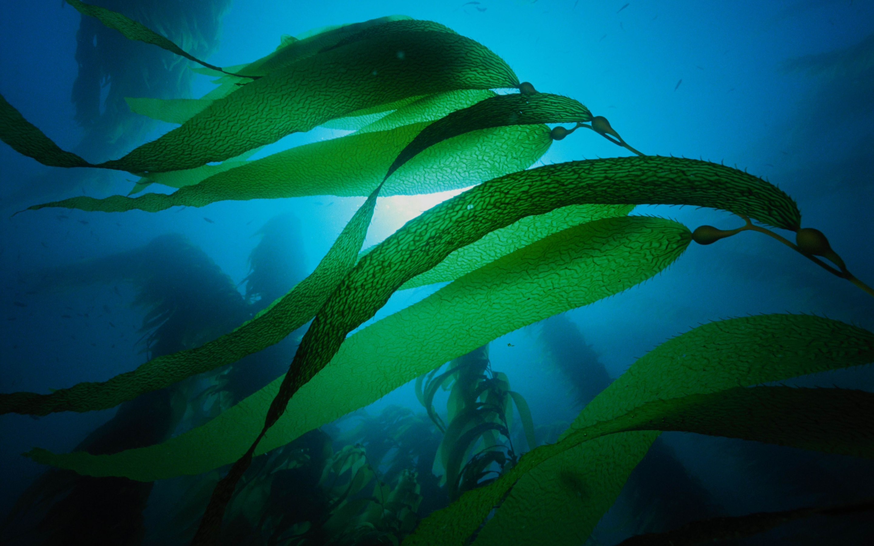 18 водоросли. Морские водоросли ламинария. Ламинария зеленая водоросль. Диатомовые водоросли Байкала. Бурые водоросли ламинария.