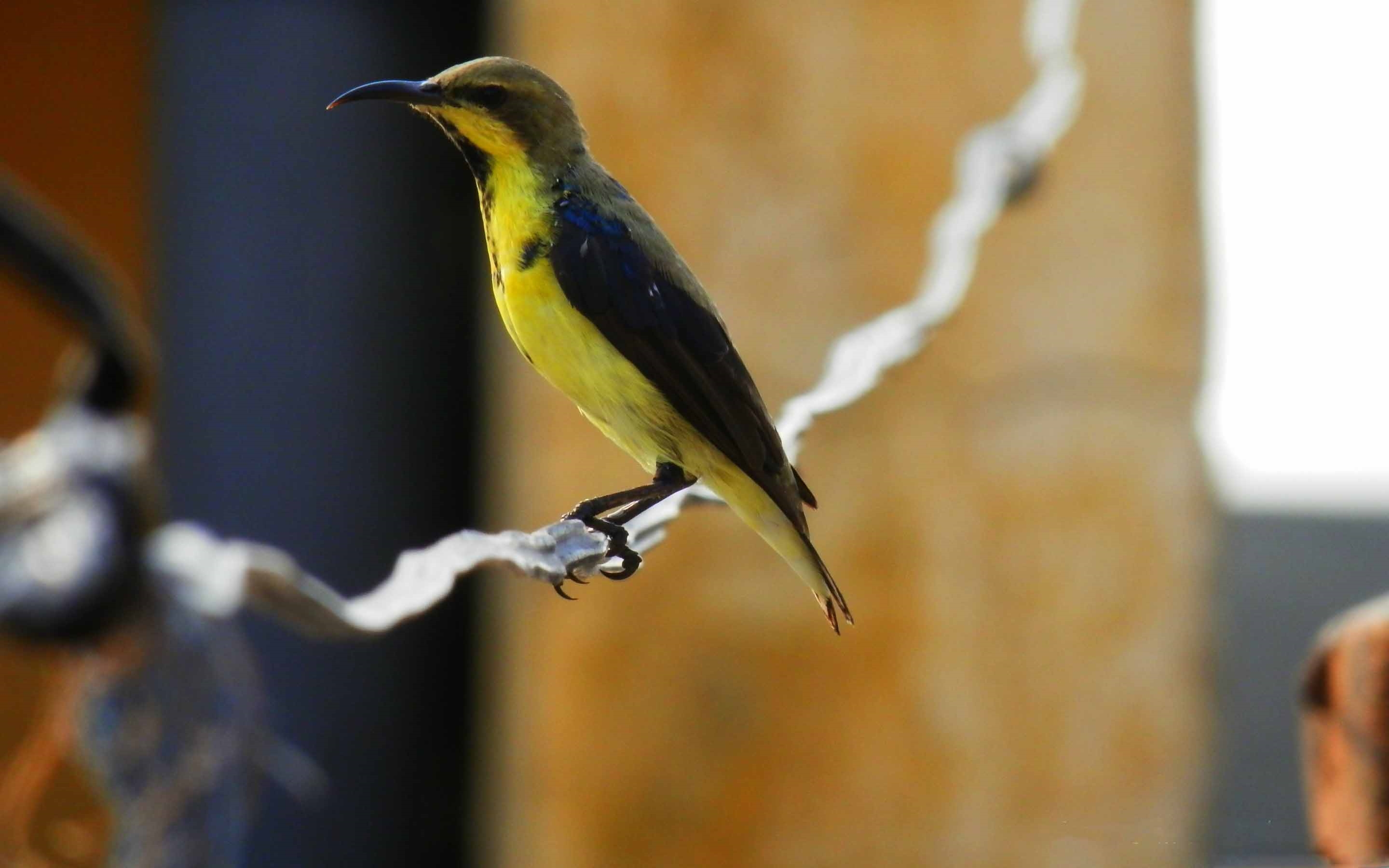 Желтая птица с черными крыльями. Sunbird птица. Жовтий птах. Желтые обои с птицами.