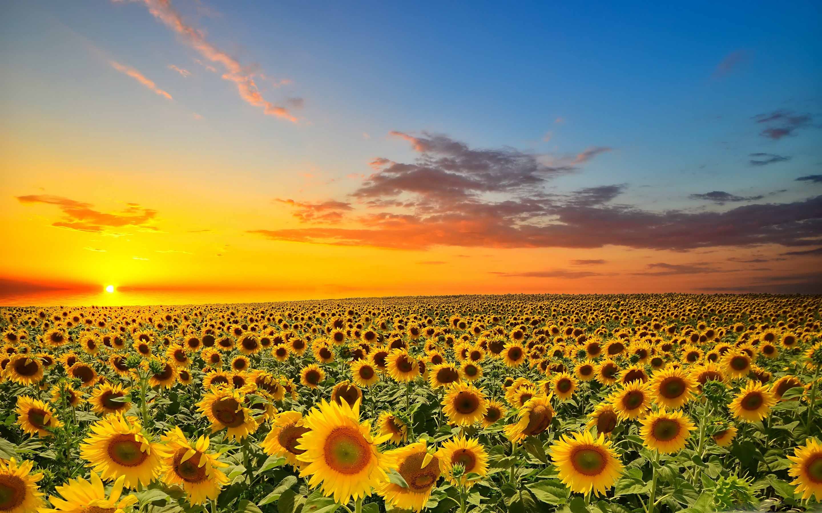 Sunset Over Sunflowers Field Mac Wallpaper Download | AllMacWallpaper