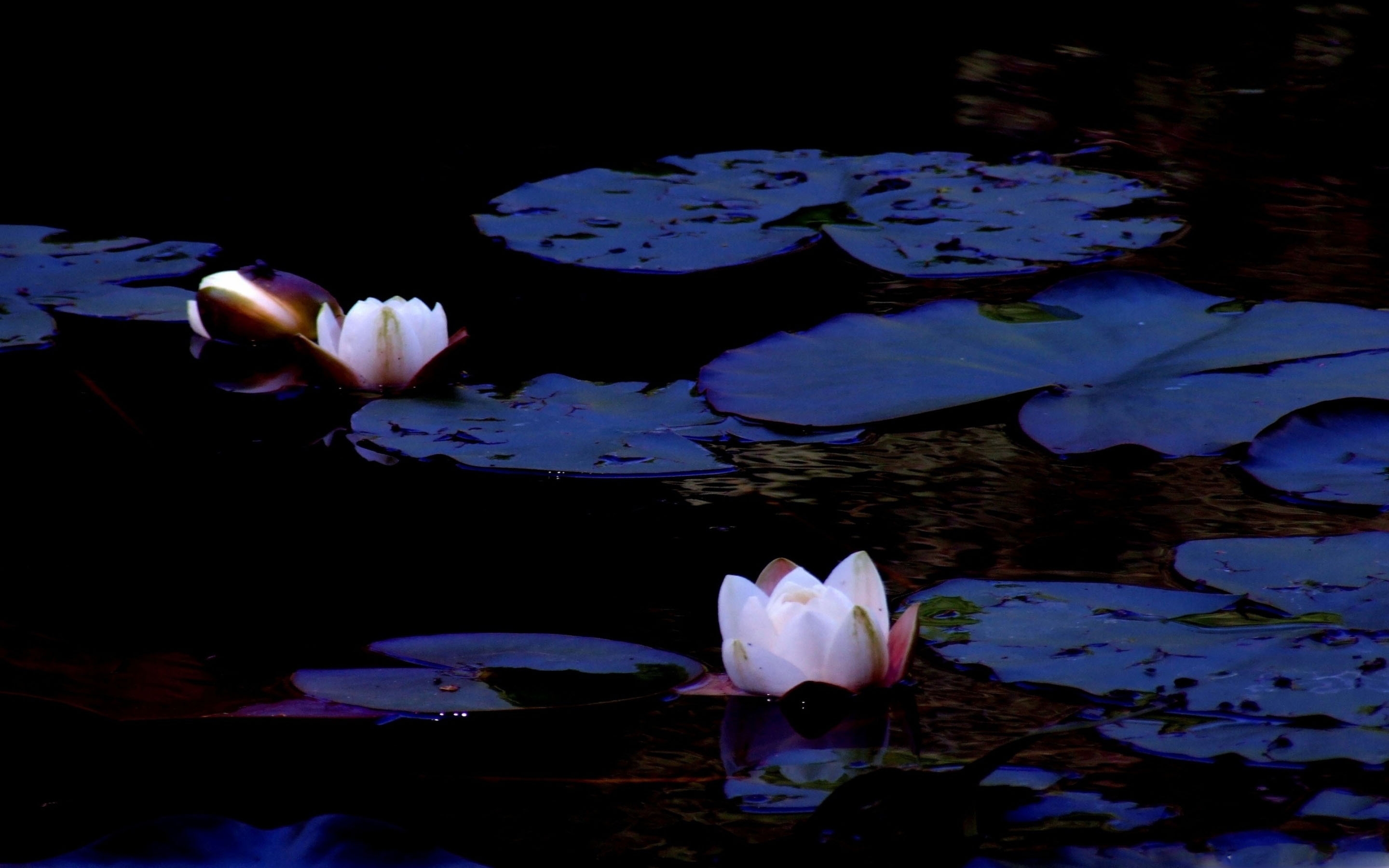 Лотосы на воде геншин. Ночная кувшинка. Кувшинки ночью. Кувшинки, цветущие ночью. Ночное озеро с лотосами.