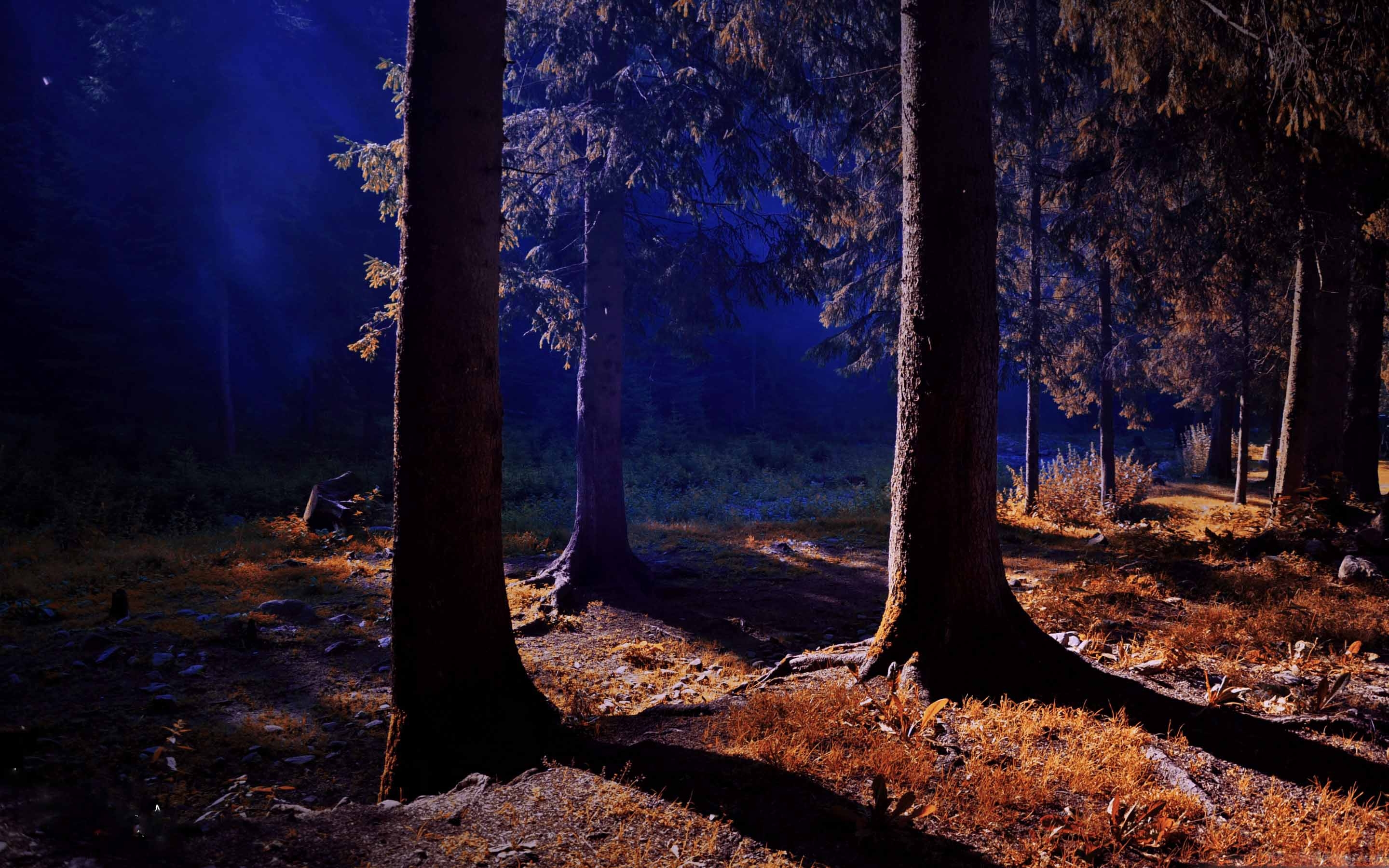 Ночь лес красиво. «Ночь в лесу». Ночной лес. Дерево в лесу ночью. Лес вечером.