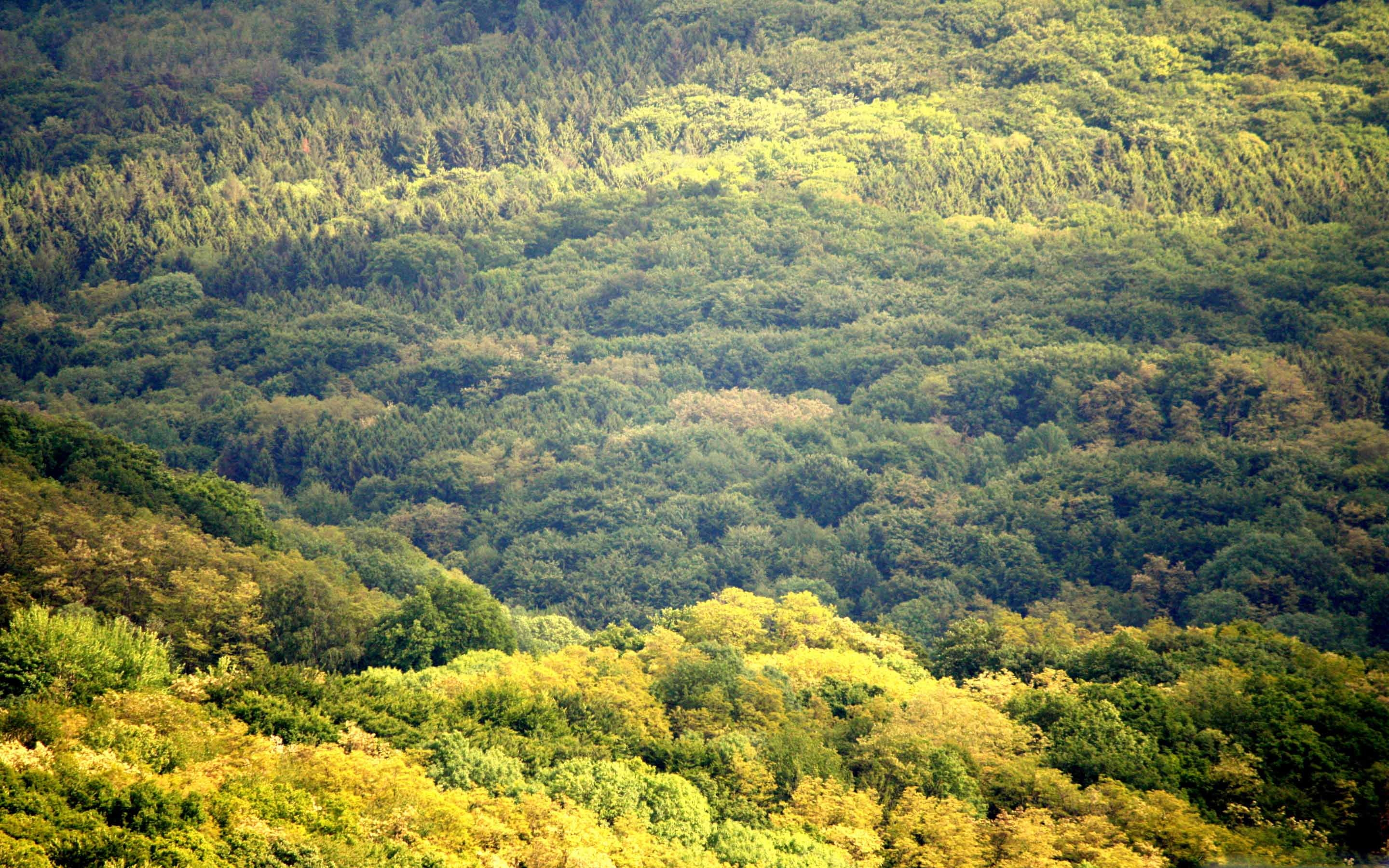 Жизнь и быт людей широколиственных лесов. Широколиственные леса Франции. Широколиственные леса Испании. Зона широколиственных лесов Франции. Широколиственные леса Венгрии.