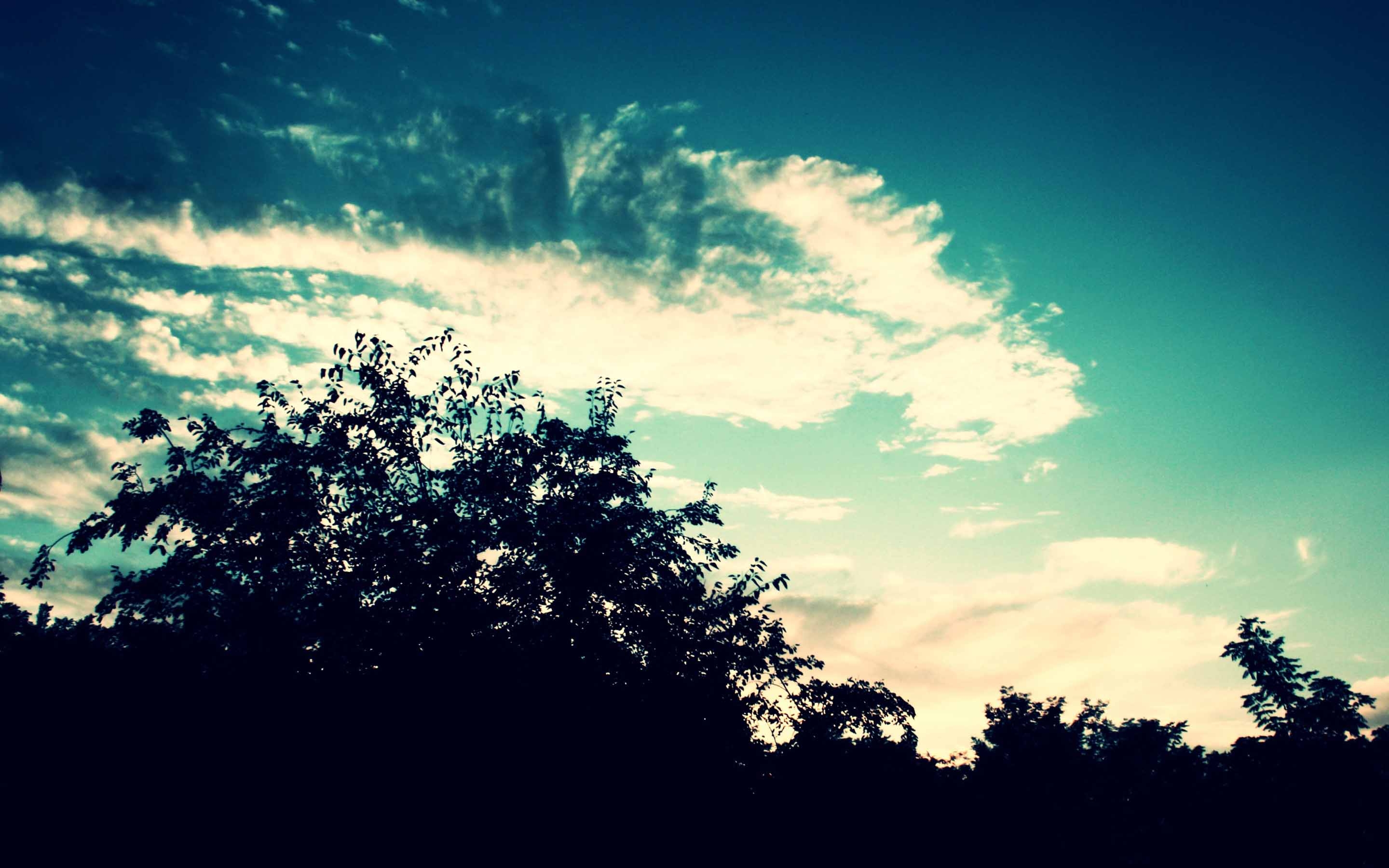 Небо над землей цветными красками ремикс. Обои на телефон небо. Кроны деревьев на фоне неба. Силуэт дерева на фоне неба. Рассвет обои.