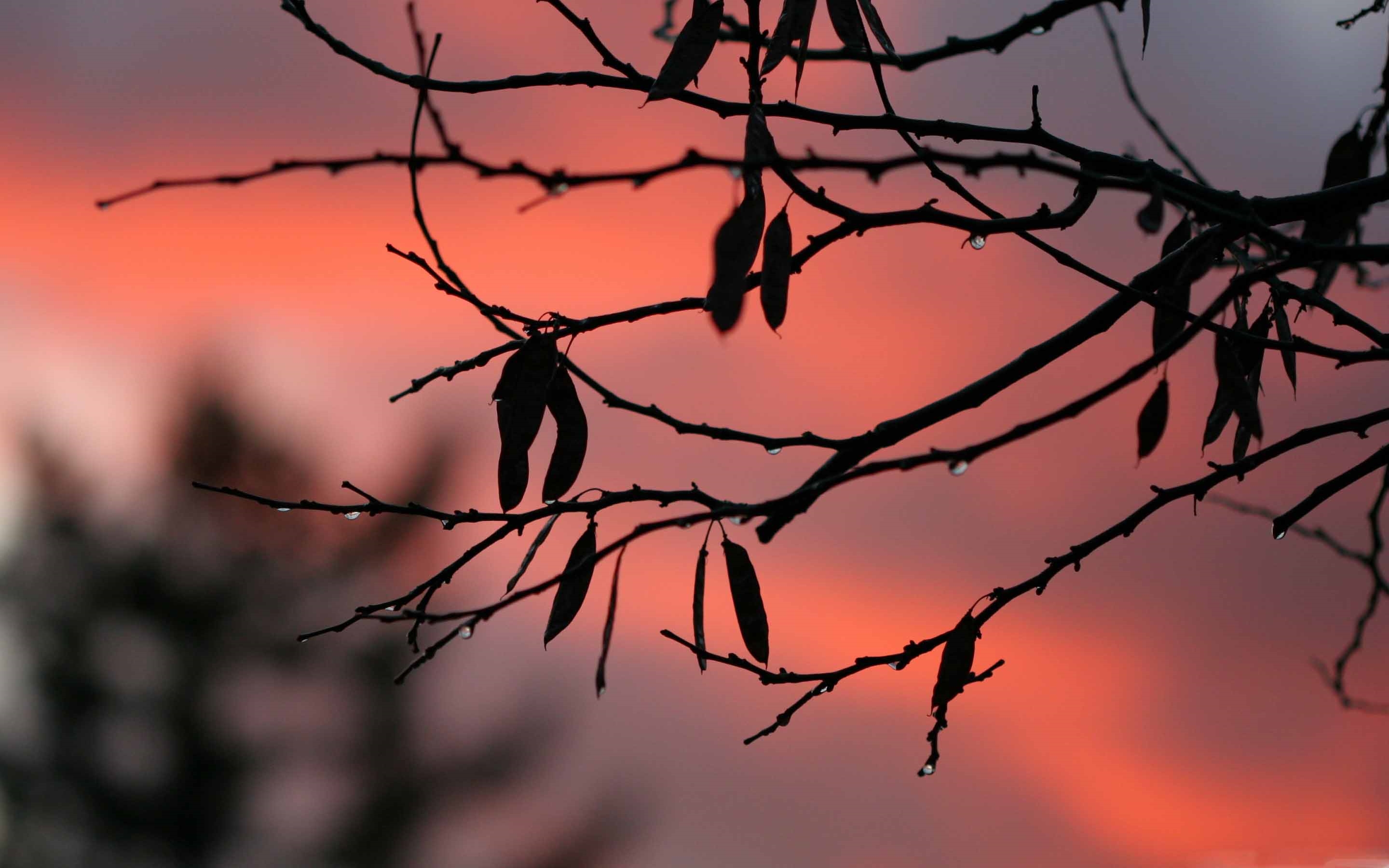 Червонное дерево заката сквозь гущу ветвей бросало