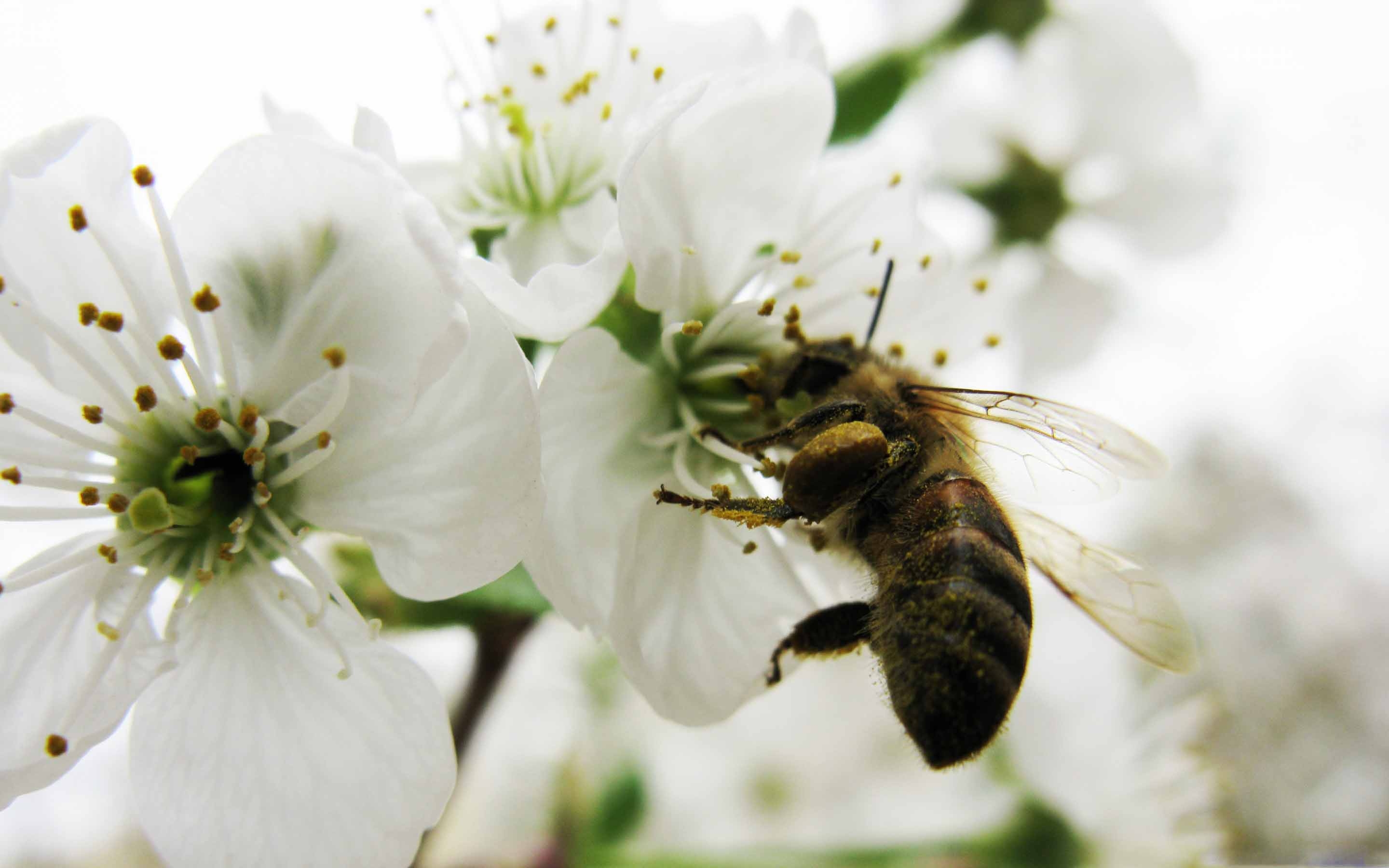 Какие отношения складываются между вишней и пчелой. Шмель опыляет яблоню. Опыление цветков пчелами яблони. Пчела опыляет яблоню. Пчела на цветущей яблоне.