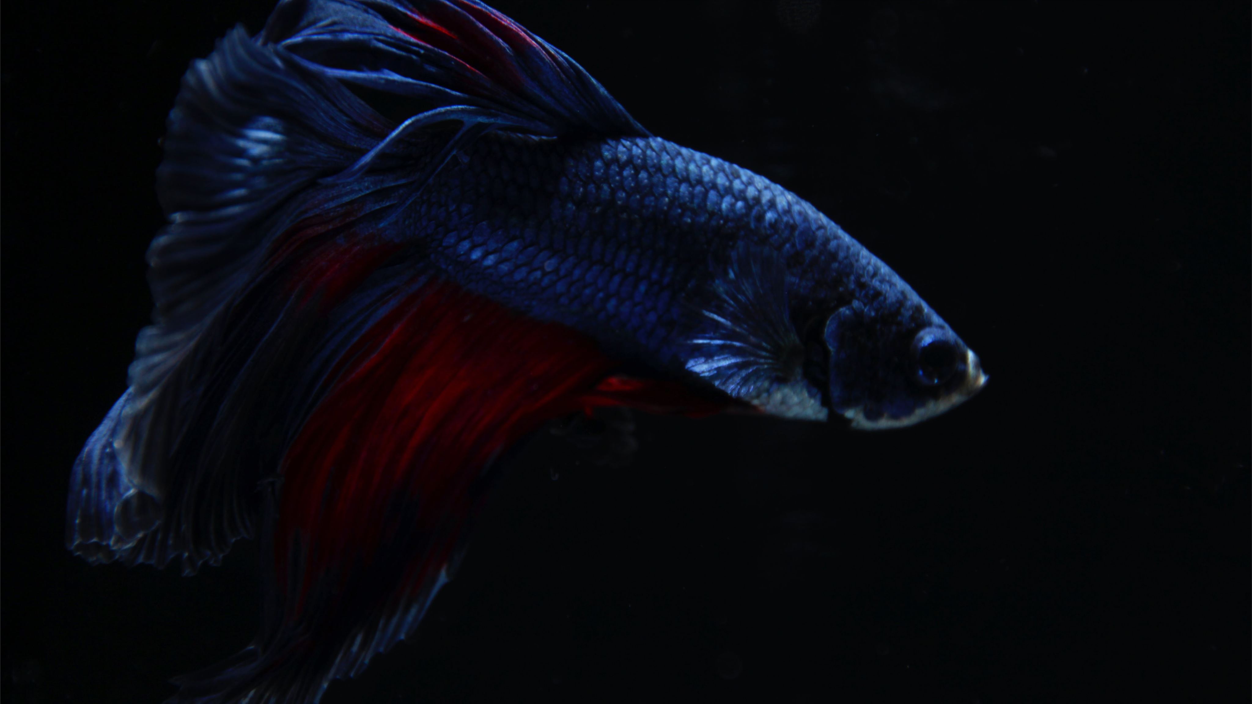 Free download Apple IPhone 6s Wallpaper With Super Red Crowntail Betta Fish  In Dark 750x1334 for your Desktop Mobile  Tablet  Explore 49 iPhone  6s Fish Wallpapers  Wallpaper 6s iPhone