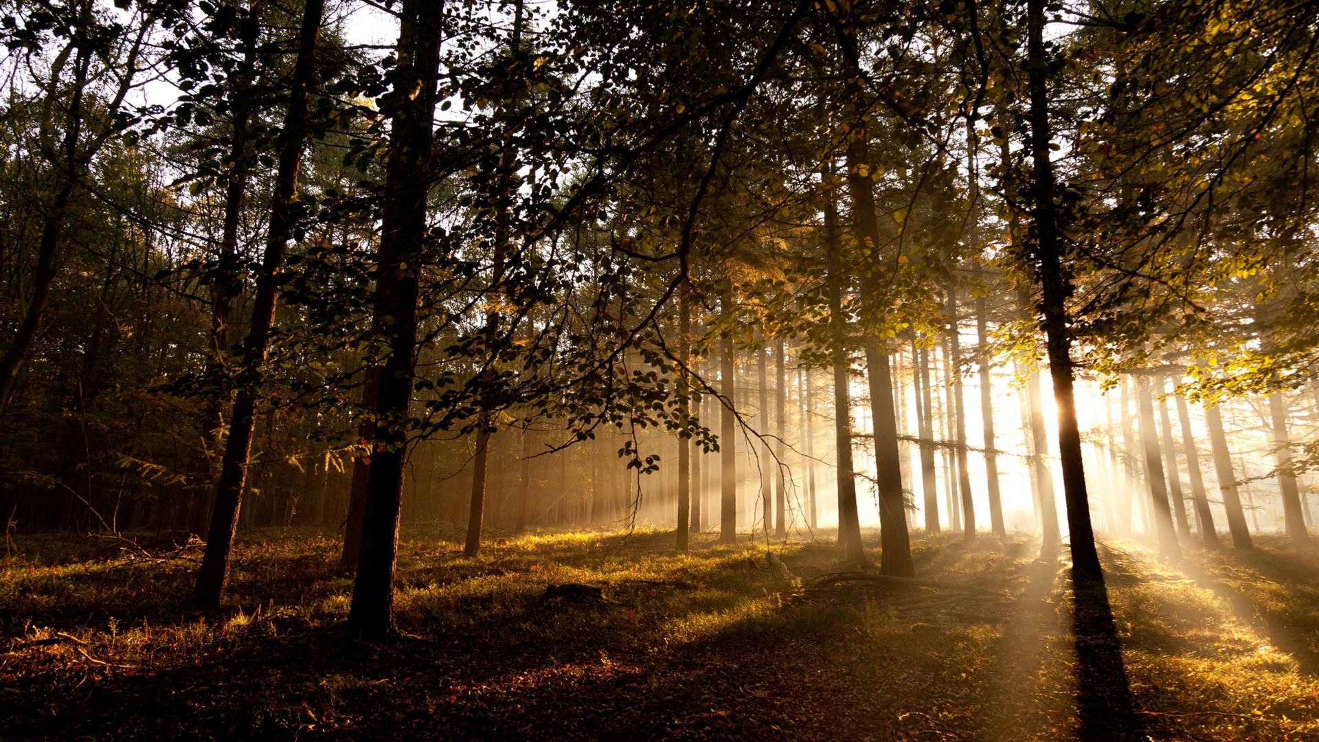 Mystical Forest Mac Wallpaper Download | AllMacWallpaper