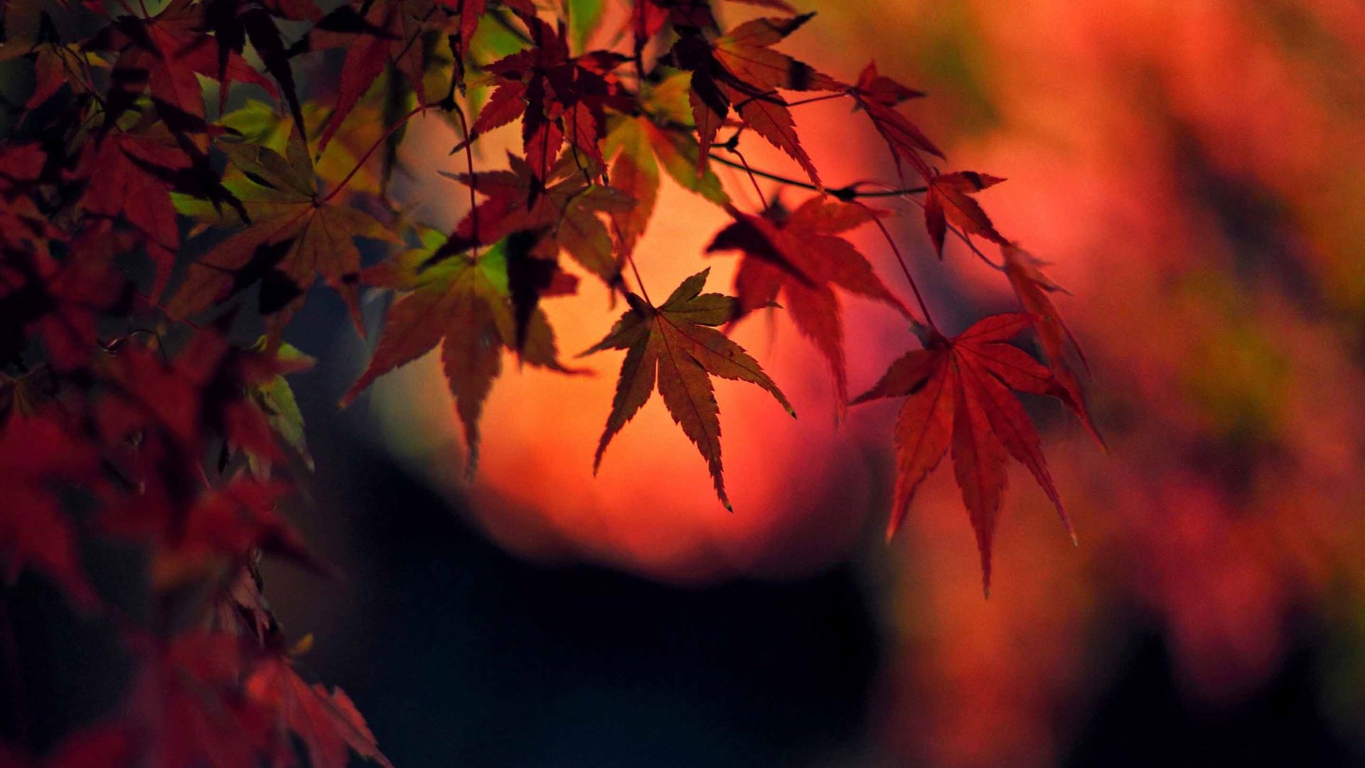 Sunset Red Japanese Maple Leaves Mac Wallpaper Download | AllMacWallpaper