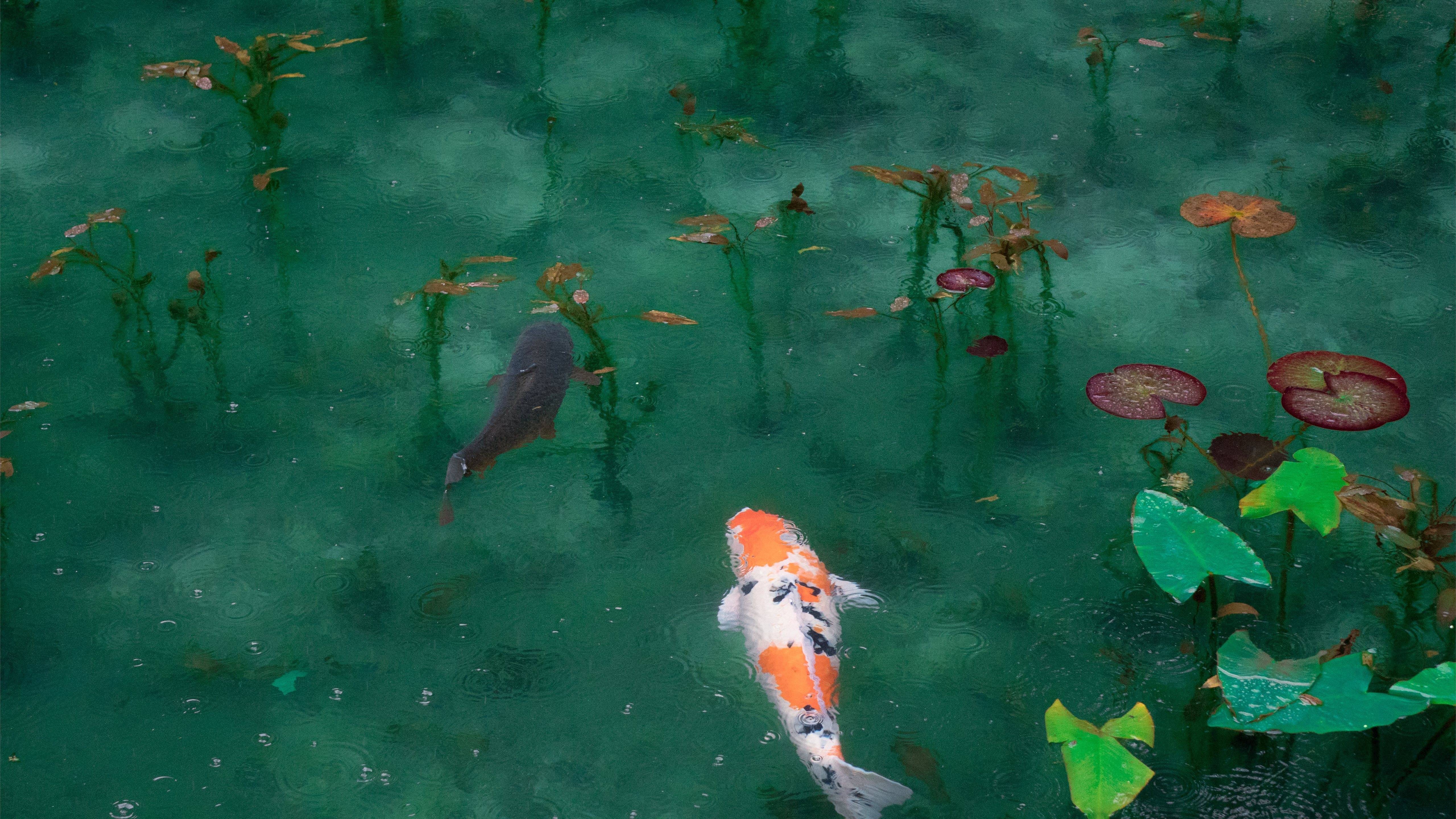 photo of two black white and orange koi fish MacBook Air Wallpaper Download  | AllMacWallpaper