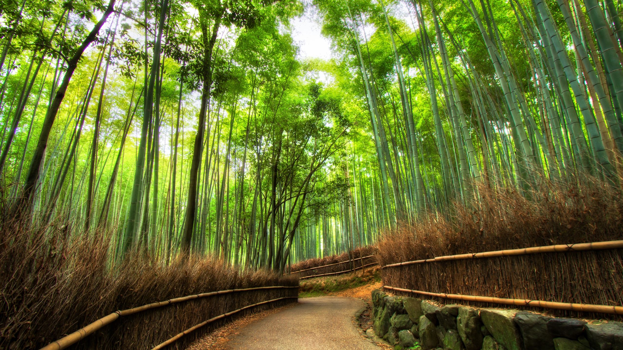 Bamboo forest iMac wallpapers. 