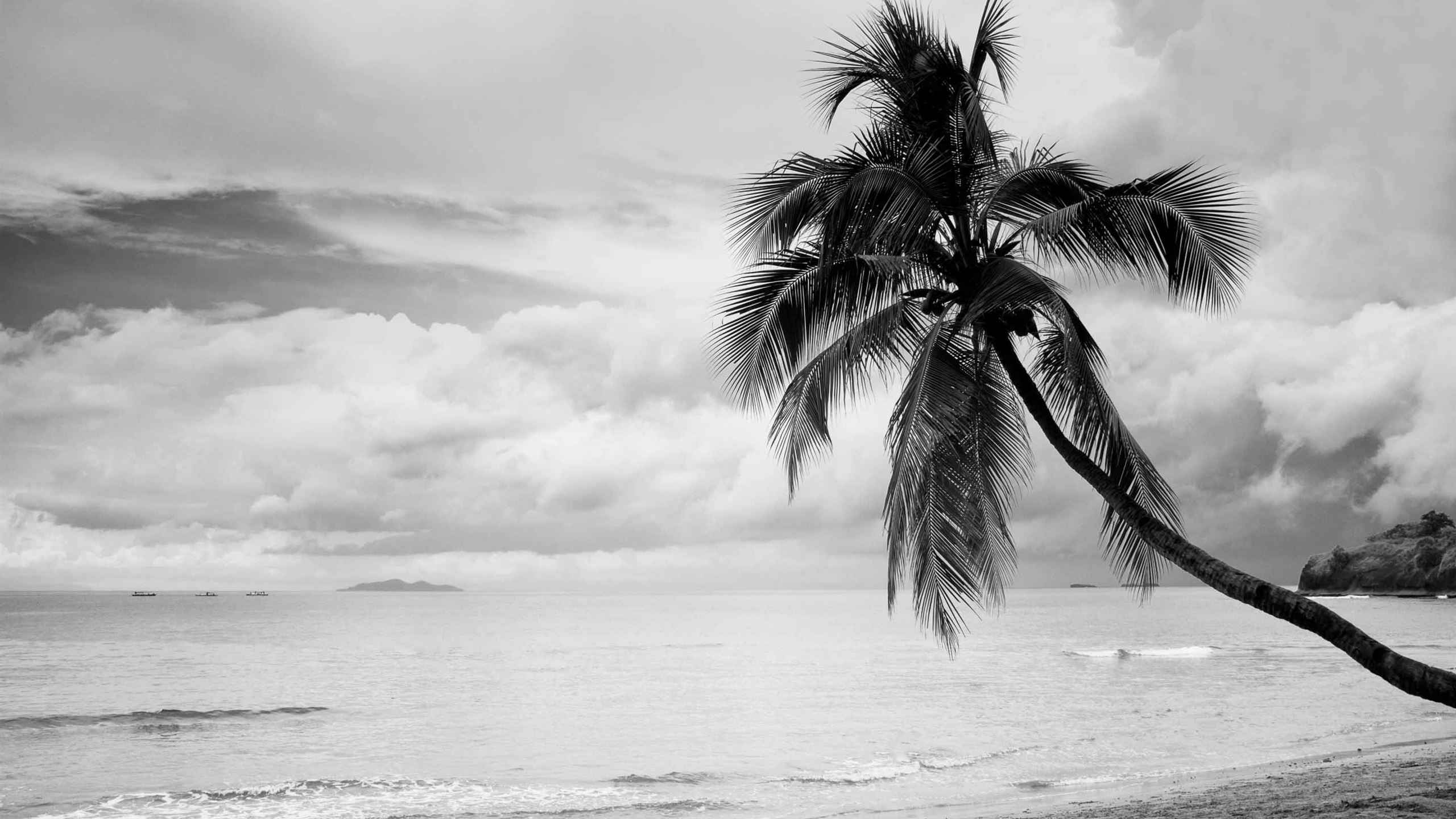 Coconut Tree Black And White MacBook Air Wallpaper Download |  AllMacWallpaper