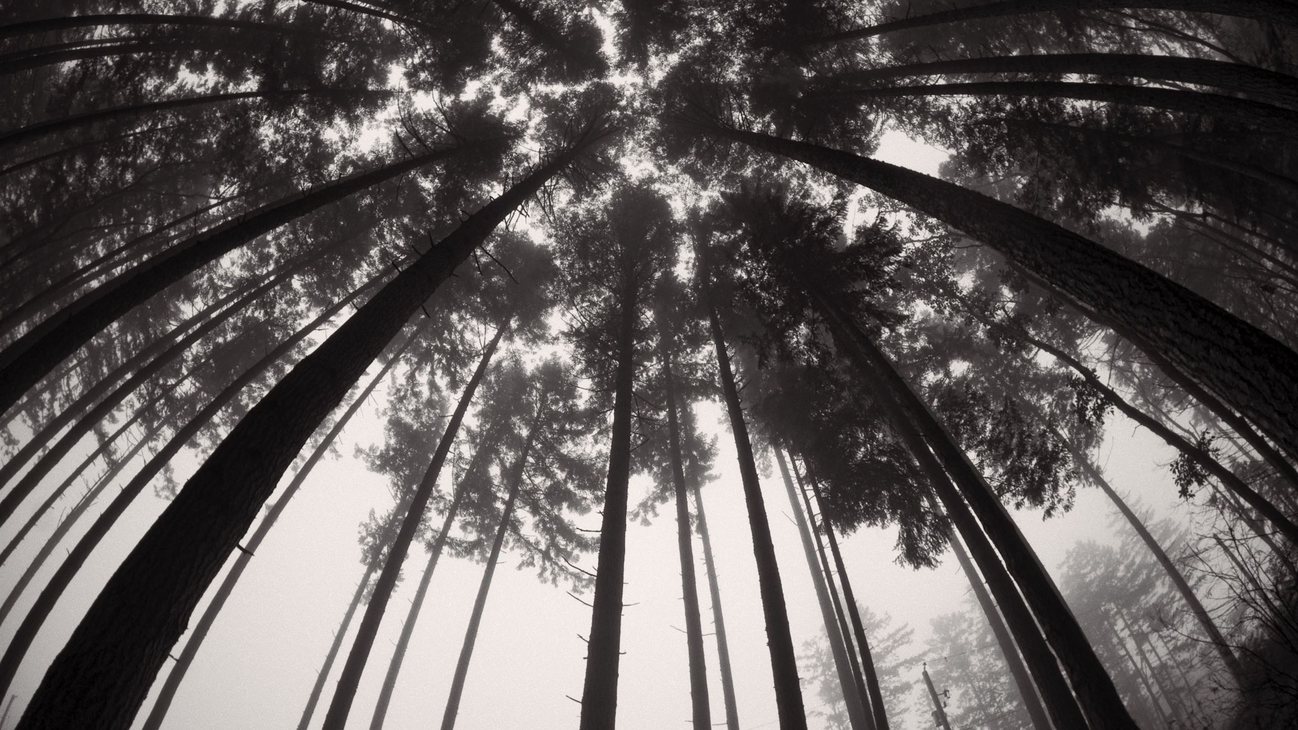 Forets Trees Black And White Mac Wallpaper Download | AllMacWallpaper