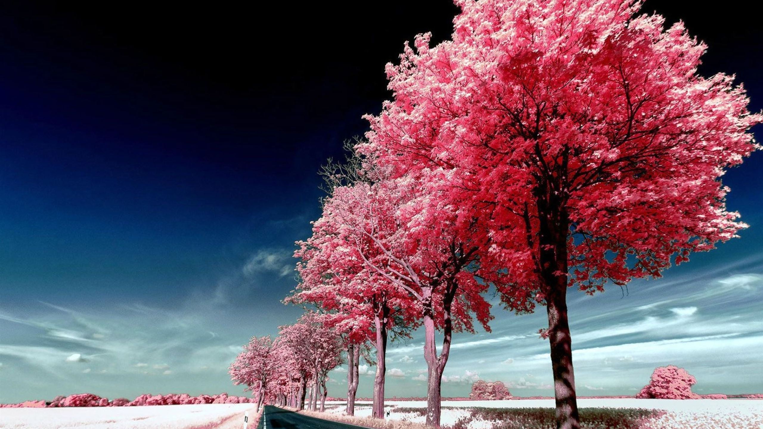 Roadside Pink Trees Mac Wallpaper Download | AllMacWallpaper