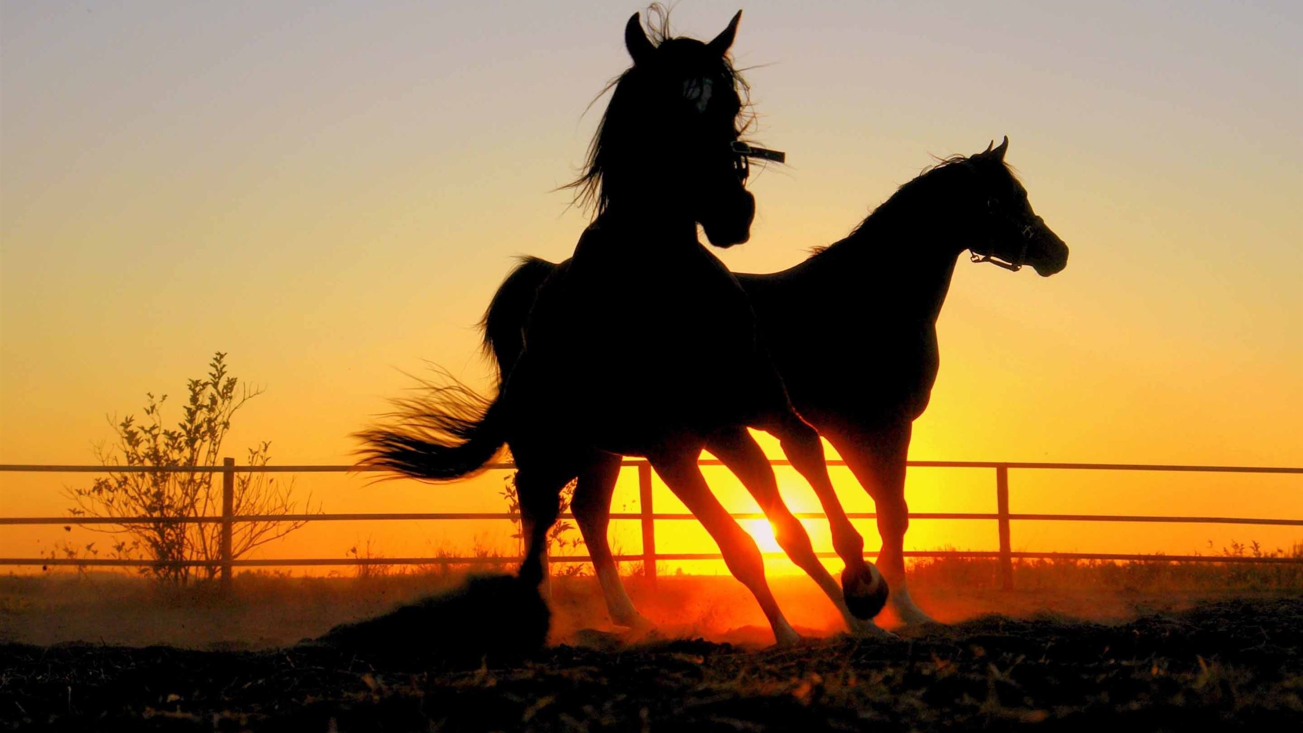 Running Horses Mac Wallpaper Download | AllMacWallpaper